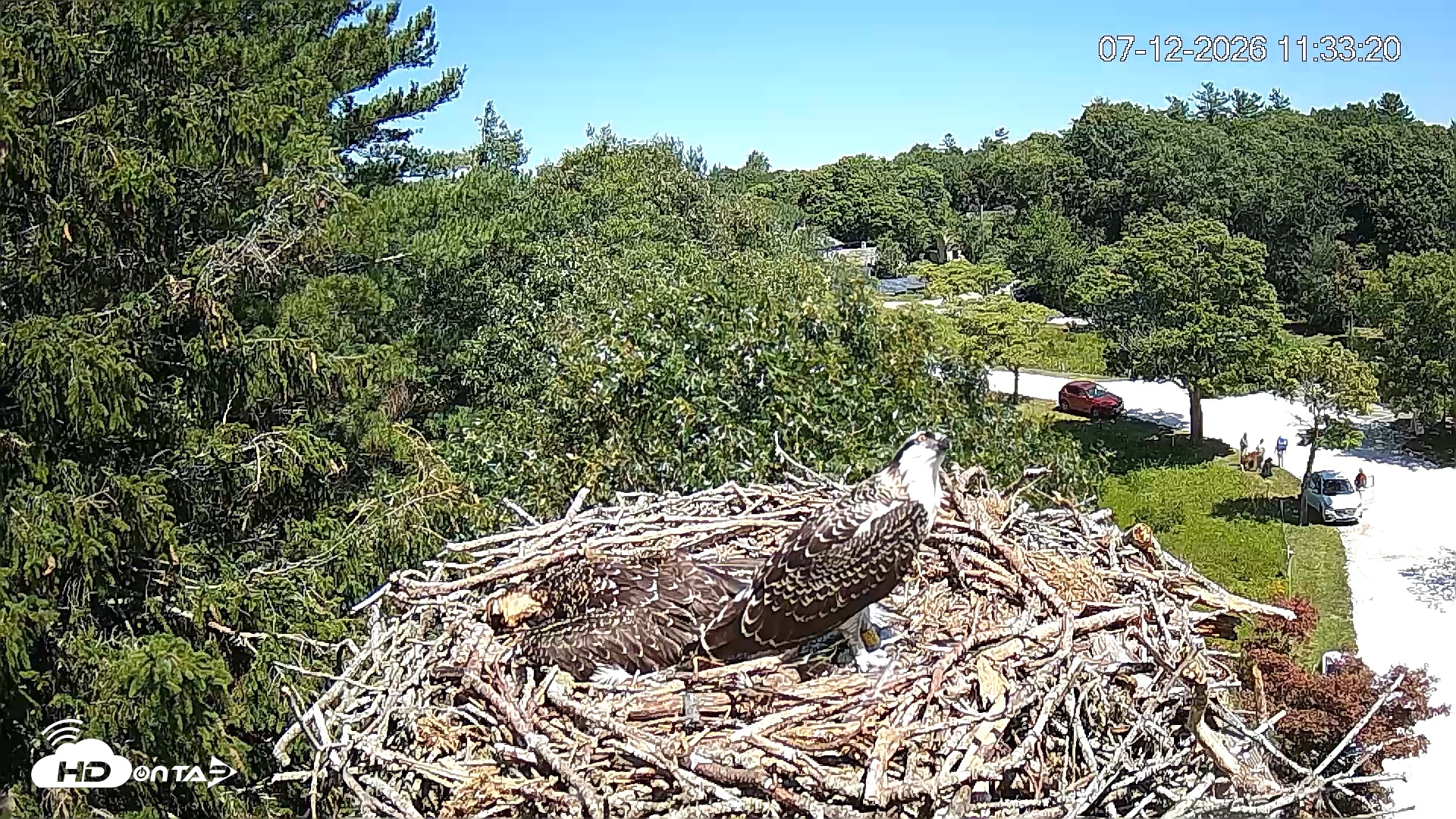 Snapshot of Mashpee Natl. Wildlife Refuge Live Osprey Cam taken Jul 12, 2026, 11:34am EDT