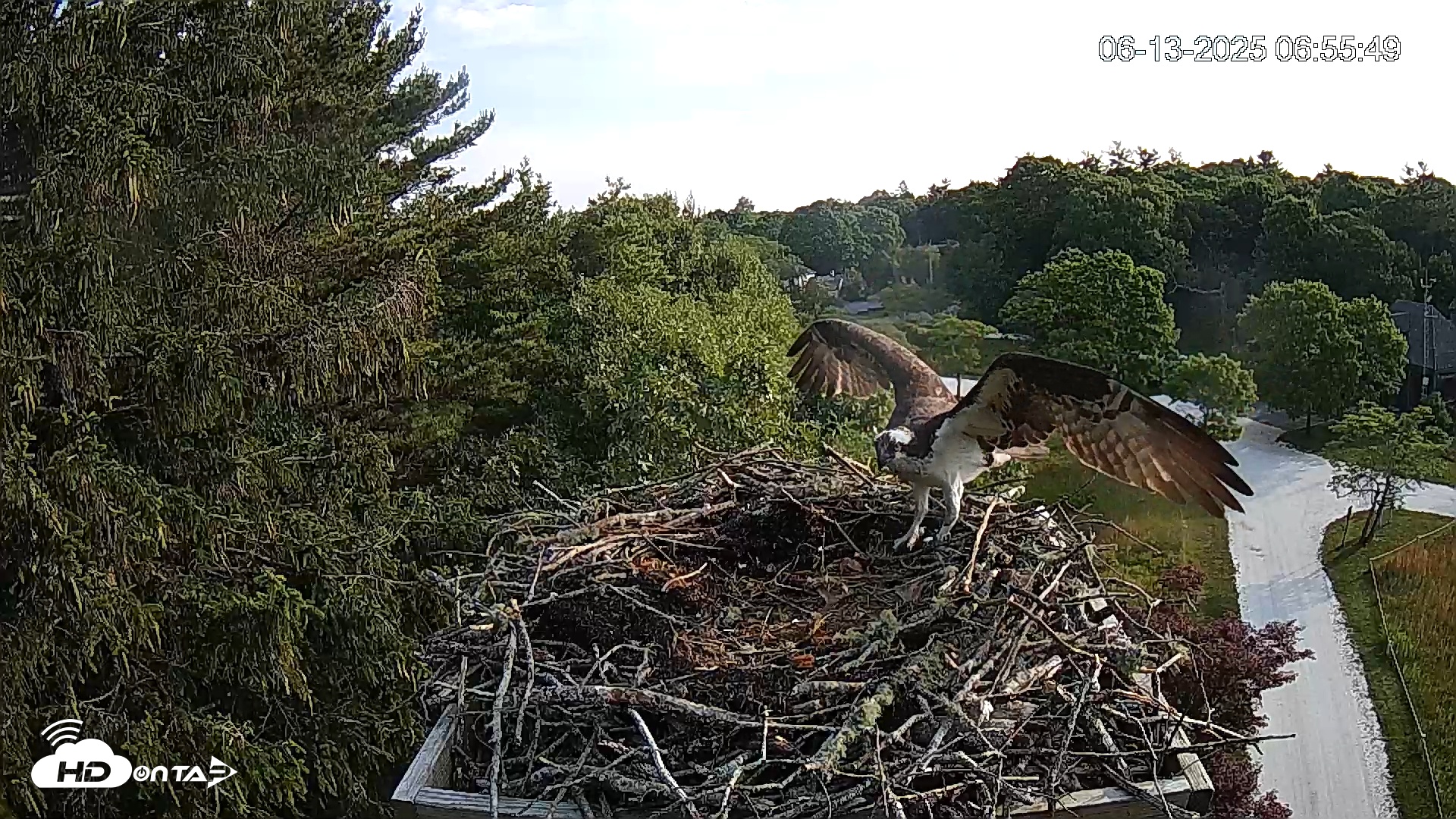 Snapshot of Mashpee Natl. Wildlife Refuge Live Osprey Cam taken Jun 13, 2025, 7:07am EDT