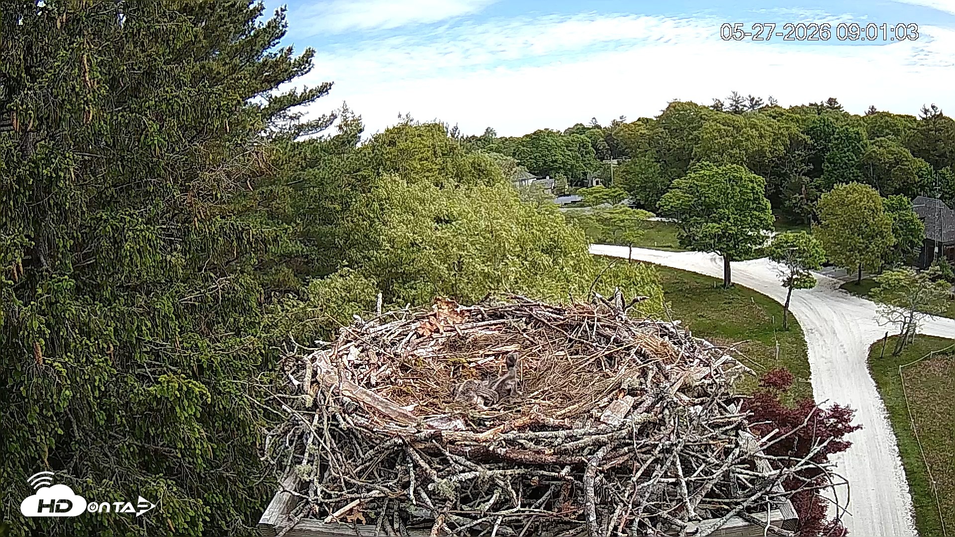 Snapshot of Mashpee Natl. Wildlife Refuge Live Osprey Cam taken May 27, 2026, 9:00am EDT