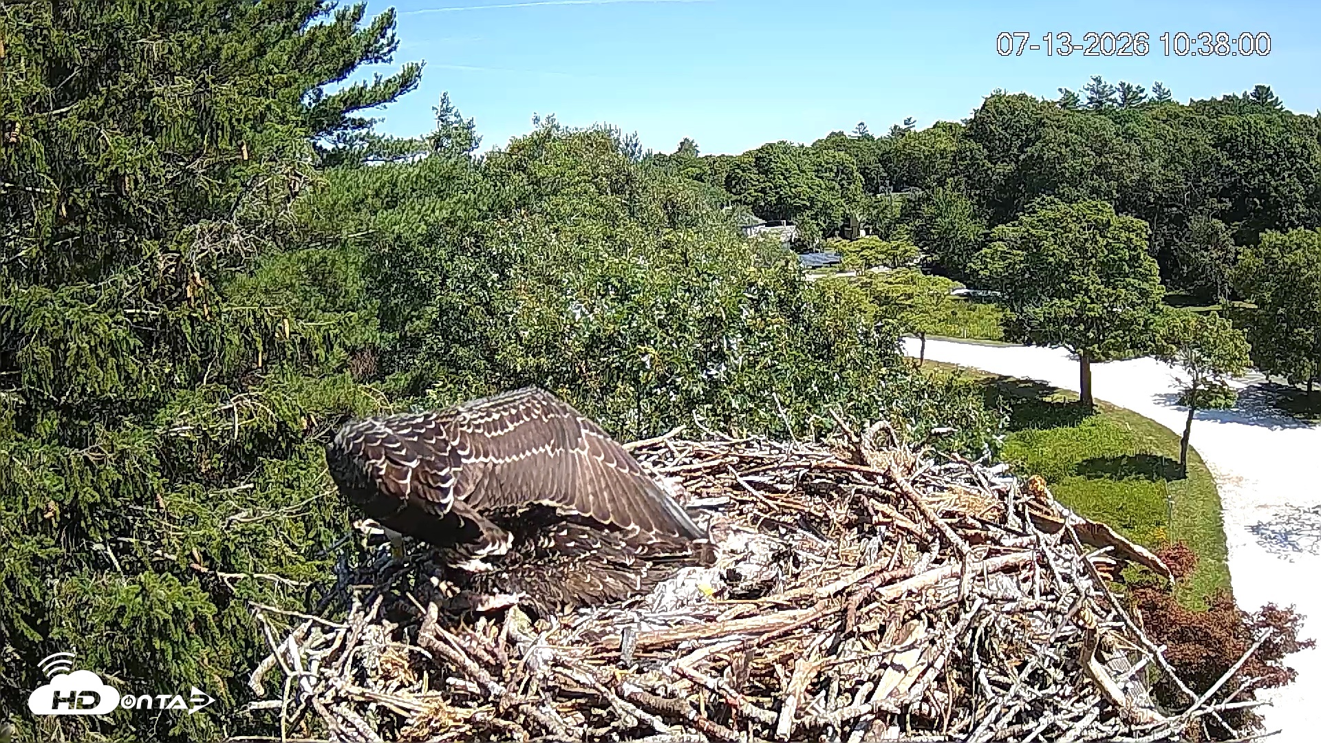 Snapshot of Mashpee Natl. Wildlife Refuge Live Osprey Cam taken Jul 13, 2026, 10:39am EDT