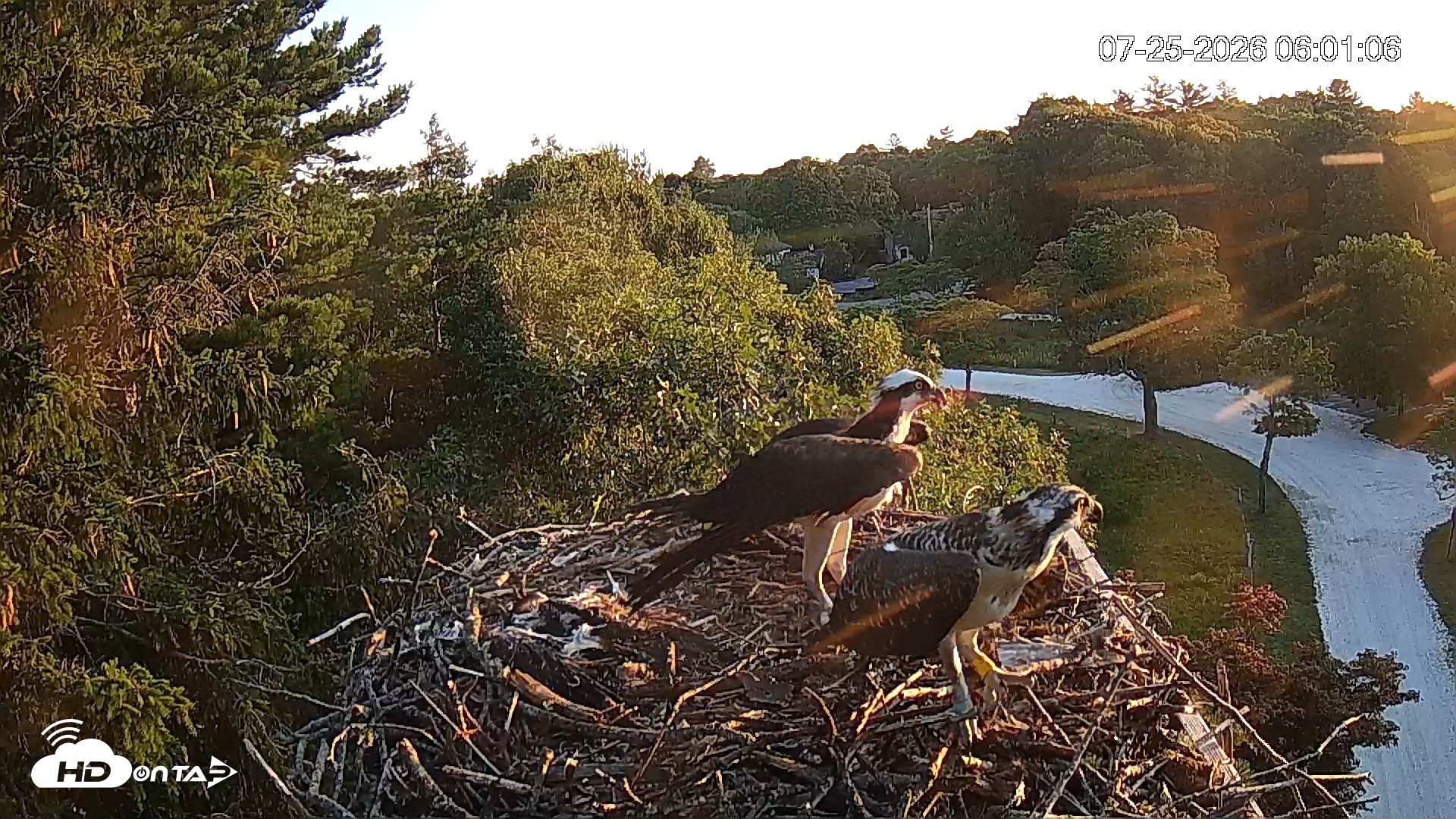 Snapshot of Mashpee Natl. Wildlife Refuge Live Osprey Cam taken Jul 25, 2026, 6:21am EDT