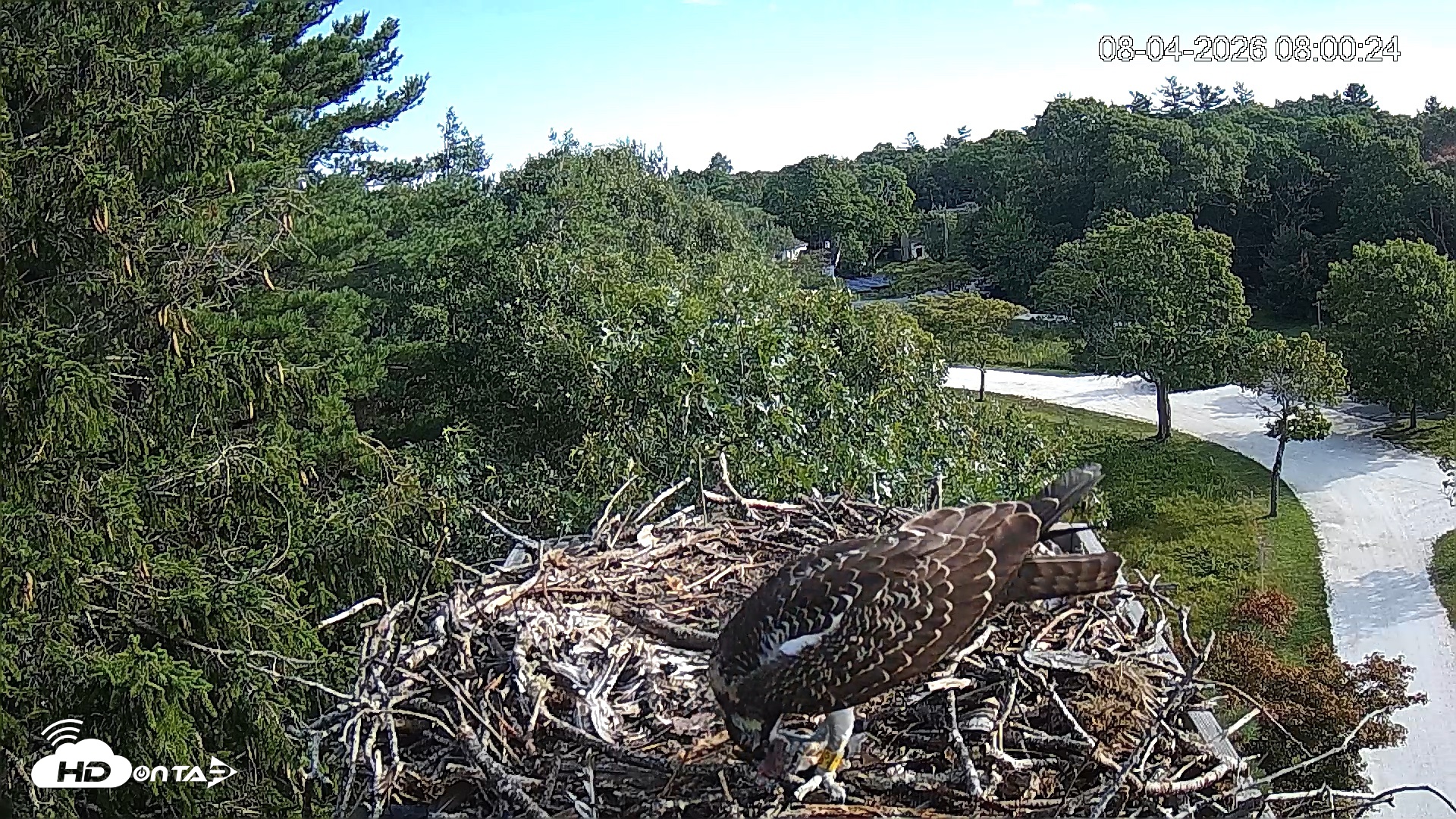 Snapshot of Mashpee Natl. Wildlife Refuge Live Osprey Cam taken Aug 4, 2026, 8:00am EDT