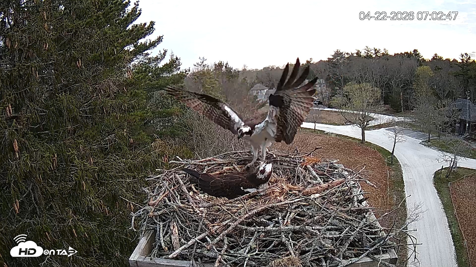 Snapshot of Mashpee Natl. Wildlife Refuge Live Osprey Cam taken Apr 22, 2026, 7:19am EDT