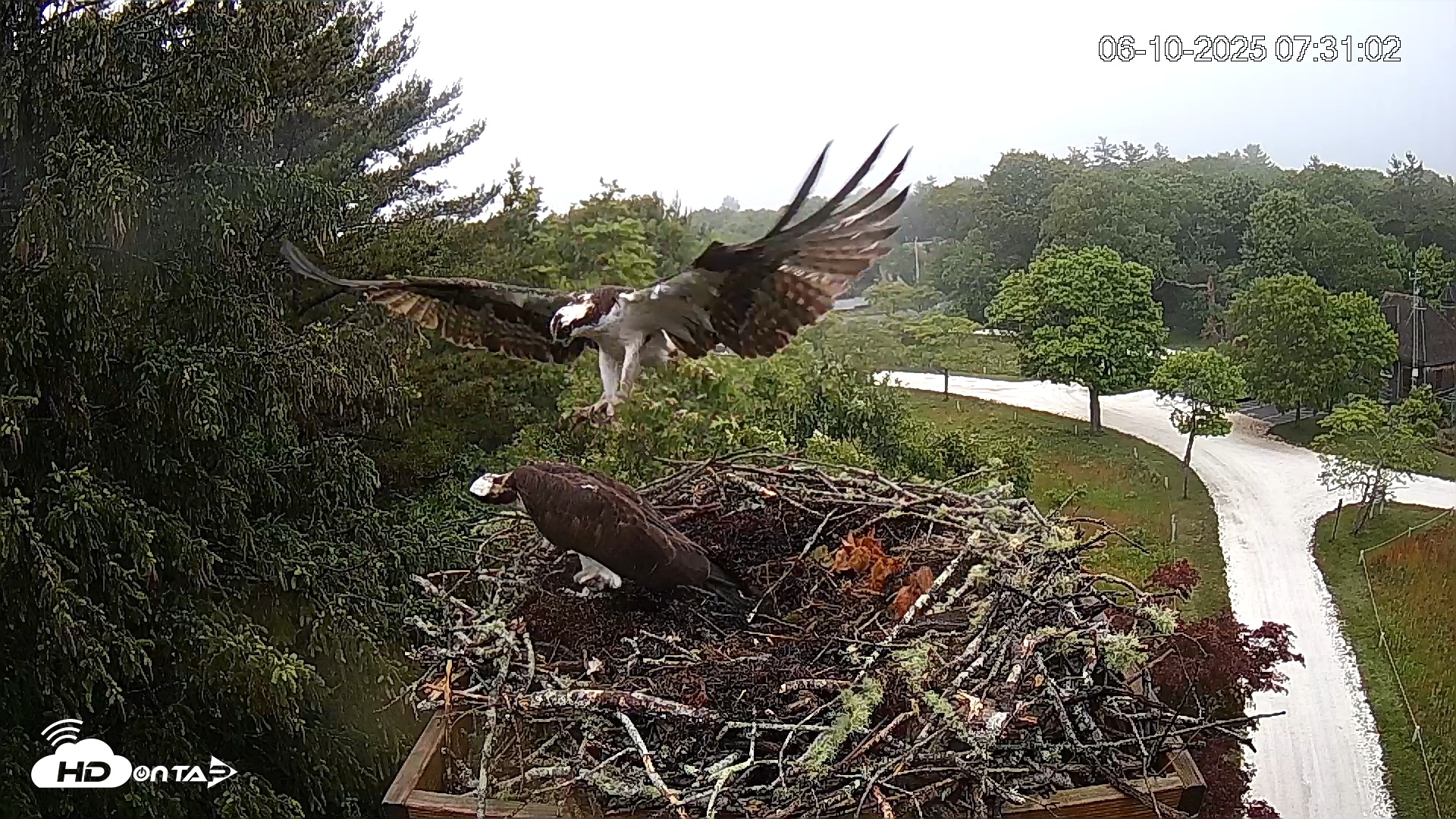 Snapshot of Mashpee Natl. Wildlife Refuge Live Osprey Cam taken Jun 10, 2025, 7:38am EDT
