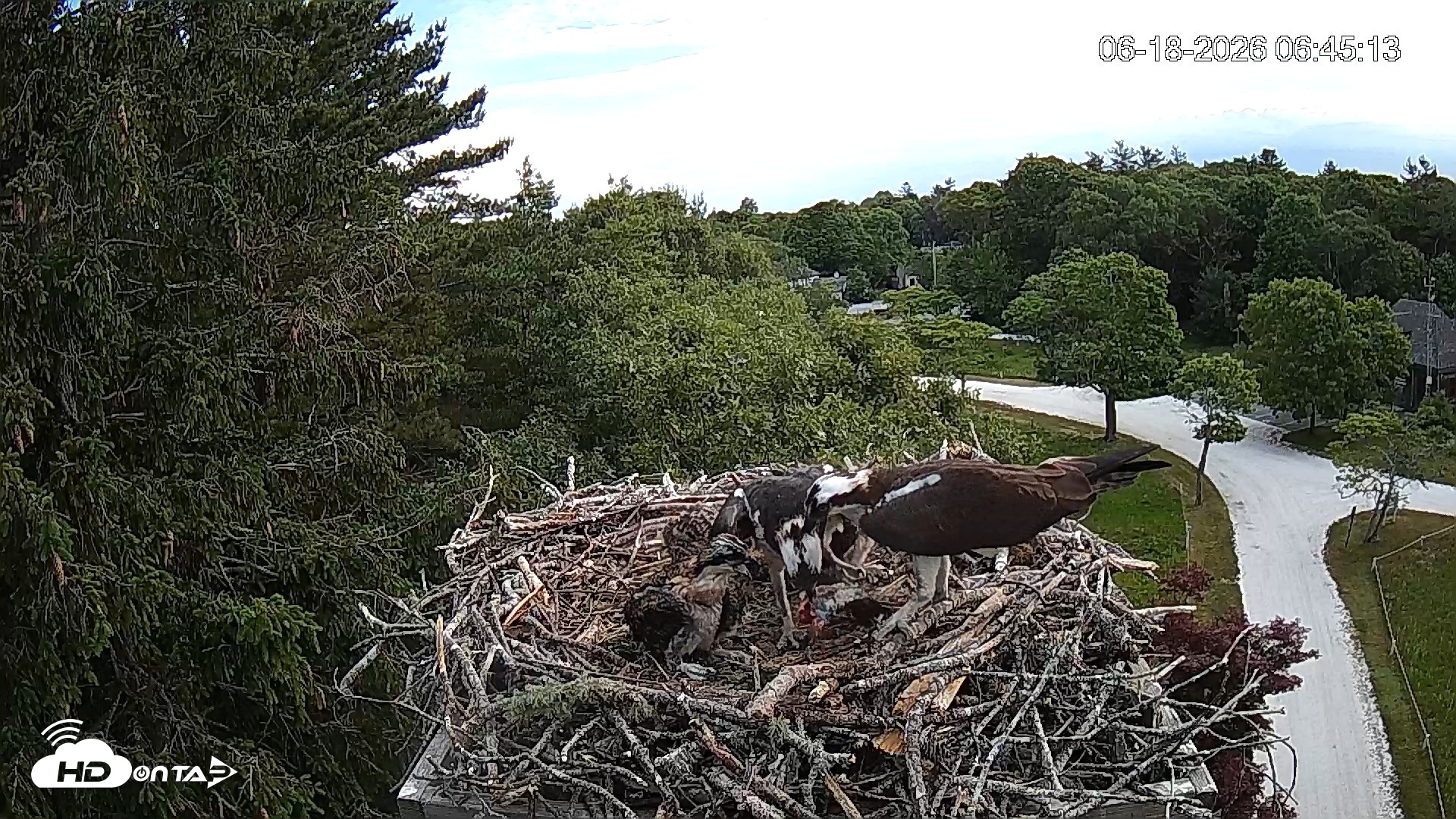 Snapshot of Mashpee Natl. Wildlife Refuge Live Osprey Cam taken Jun 18, 2026, 6:45am EDT