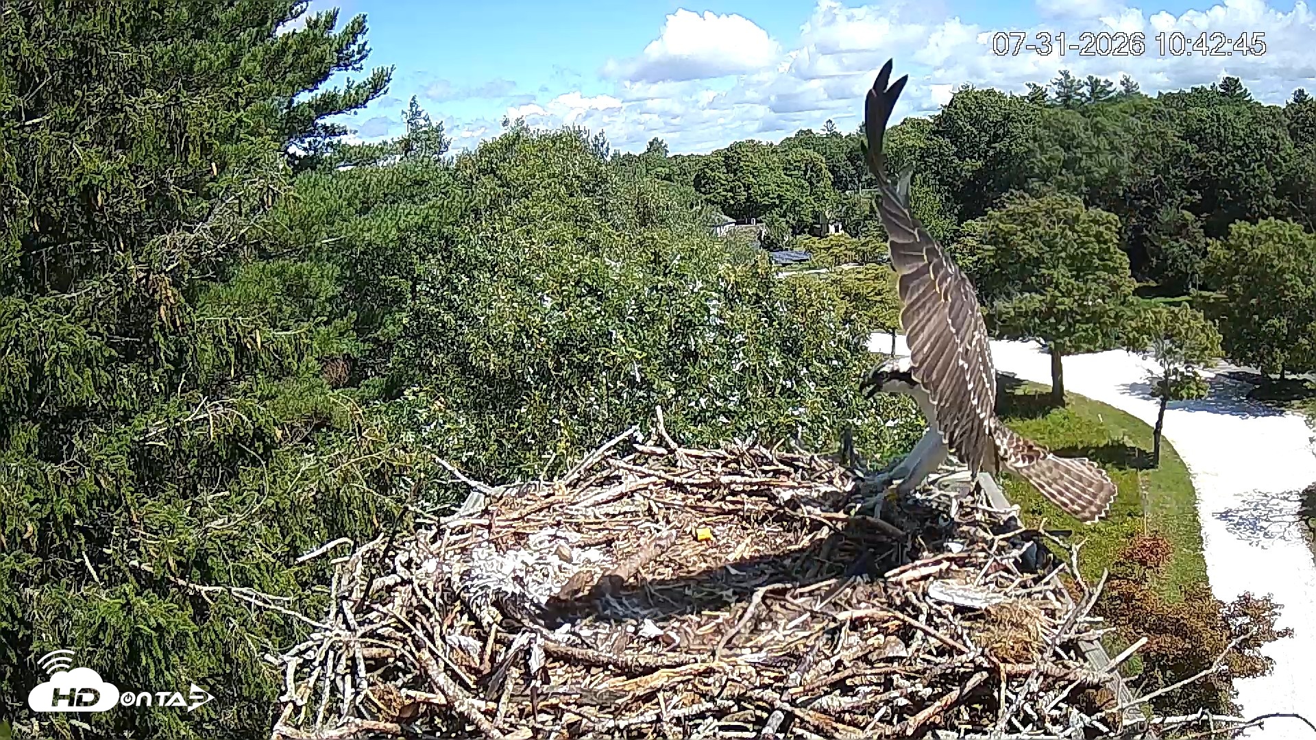 Snapshot of Mashpee Natl. Wildlife Refuge Live Osprey Cam taken Jul 31, 2026, 11:07am EDT