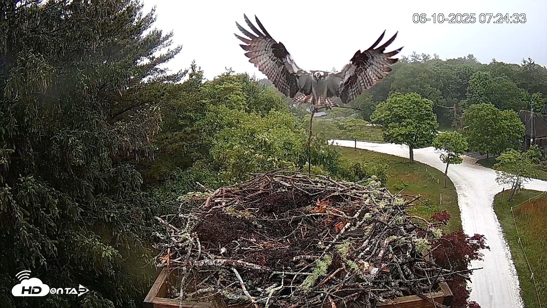Snapshot of Mashpee Natl. Wildlife Refuge Live Osprey Cam taken Jun 10, 2025, 7:33am EDT