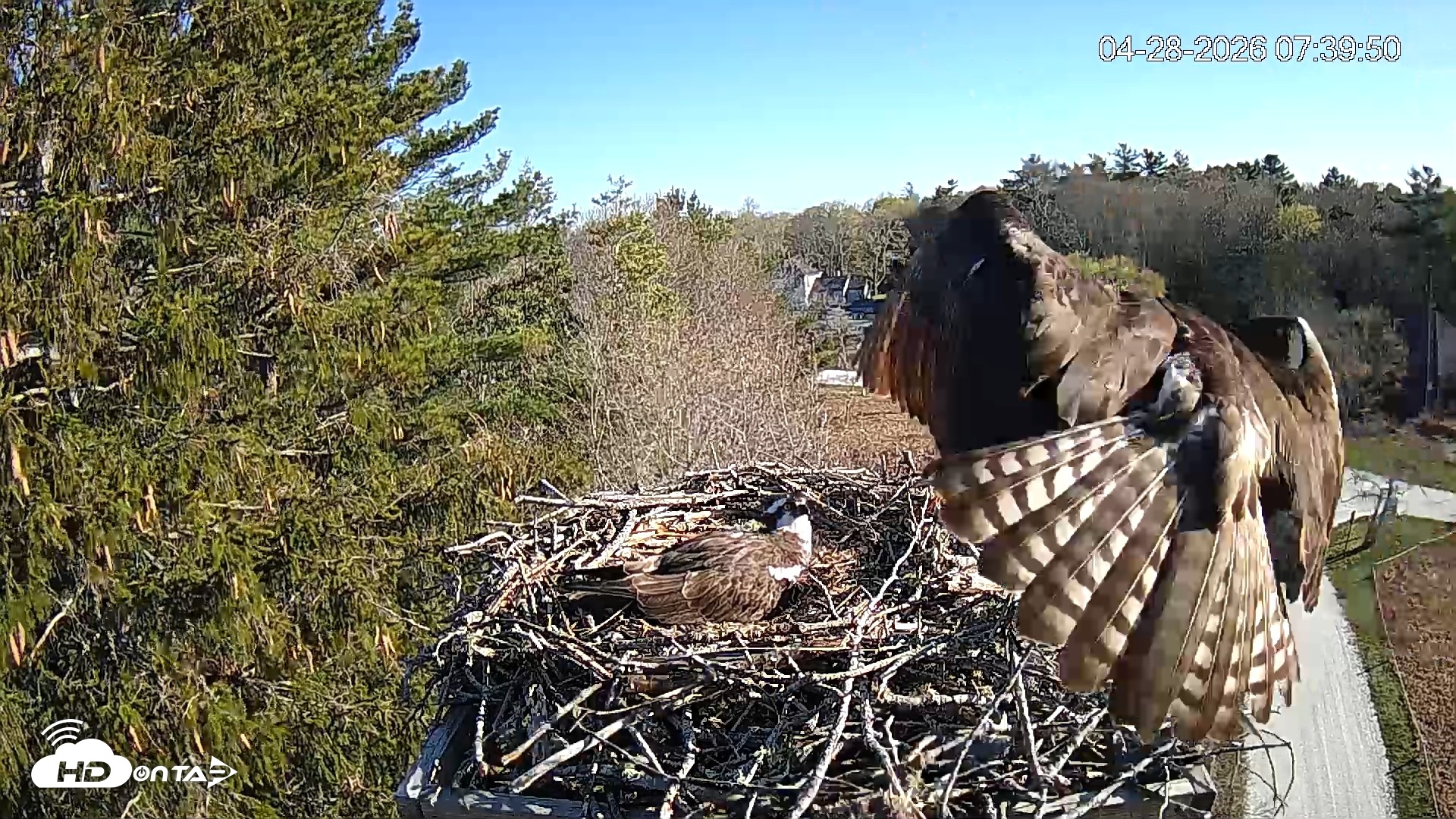 Snapshot of Mashpee Natl. Wildlife Refuge Live Osprey Cam taken Apr 28, 2026, 7:43am EDT