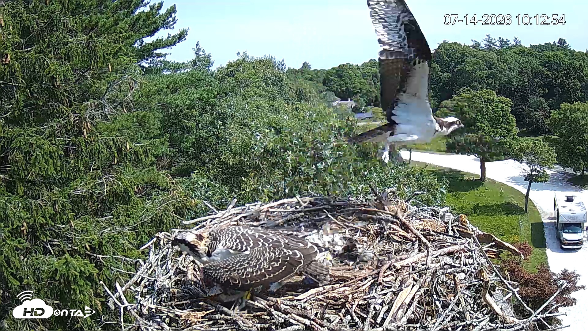 Snapshot of Mashpee Natl. Wildlife Refuge Live Osprey Cam taken Jul 14, 2026, 10:13am EDT