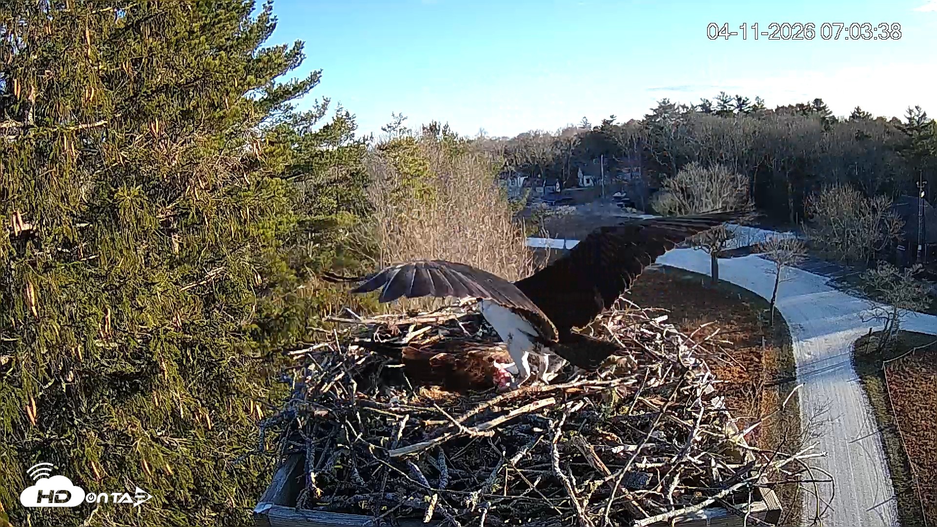 Snapshot of Mashpee Natl. Wildlife Refuge Live Osprey Cam taken Apr 11, 2026, 7:04am EDT