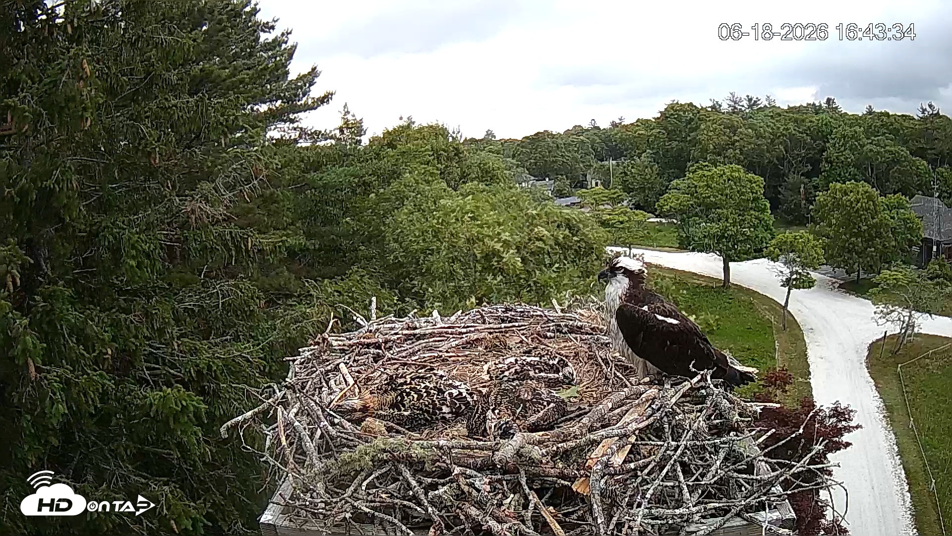Snapshot of Mashpee Natl. Wildlife Refuge Live Osprey Cam taken Jun 18, 2026, 4:43pm EDT