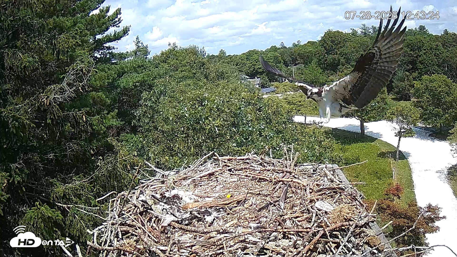 Snapshot of Mashpee Natl. Wildlife Refuge Live Osprey Cam taken Jul 28, 2026, 5:27pm EDT