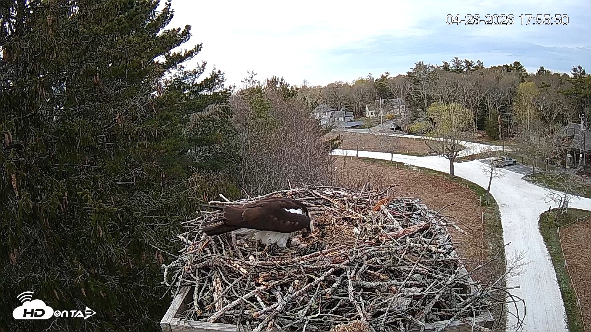 Snapshot of Mashpee Natl. Wildlife Refuge Live Osprey Cam taken Apr 26, 2026, 6:12pm EDT
