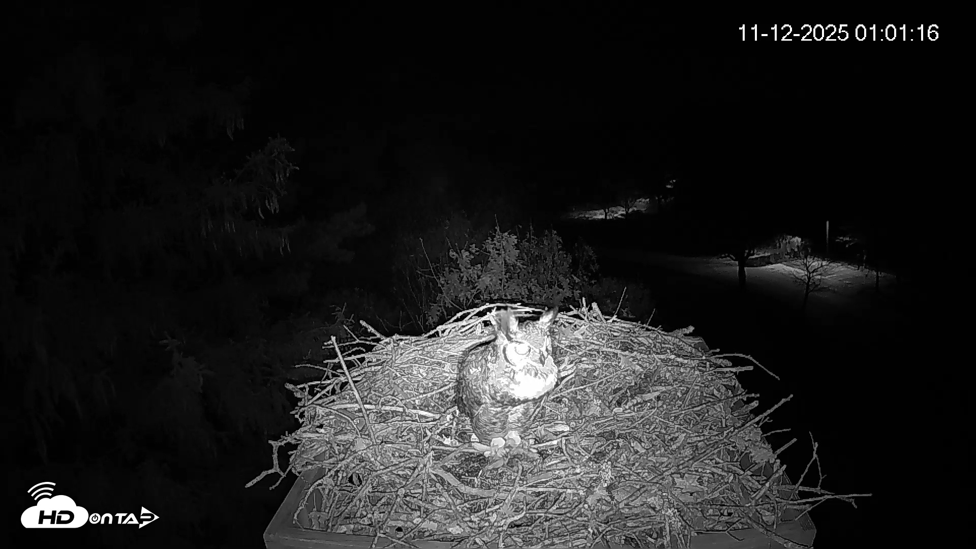 Snapshot of Mashpee Natl. Wildlife Refuge Live Osprey Cam taken Nov 12, 2025, 1:01am EST