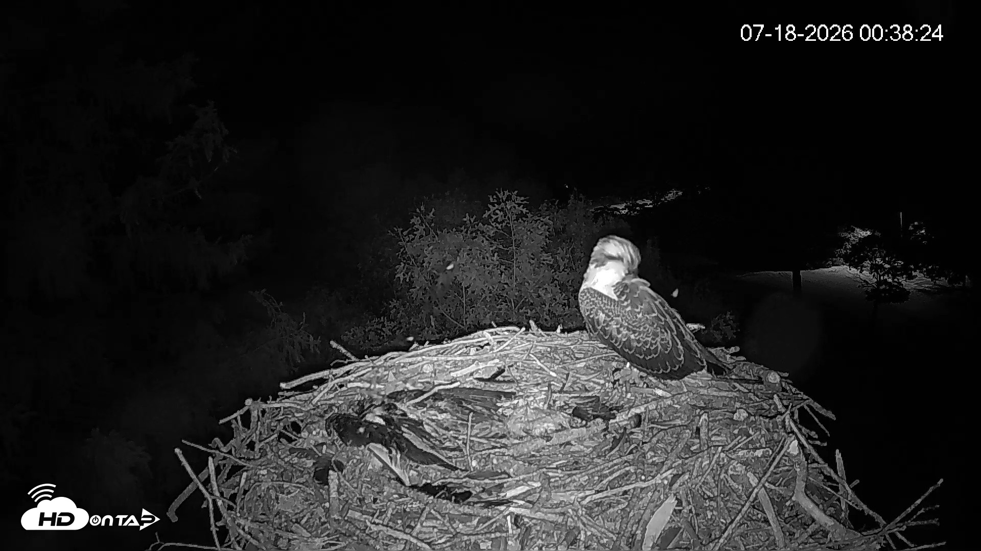 Snapshot of Mashpee Natl. Wildlife Refuge Live Osprey Cam taken Jul 18, 2026, 12:39am EDT