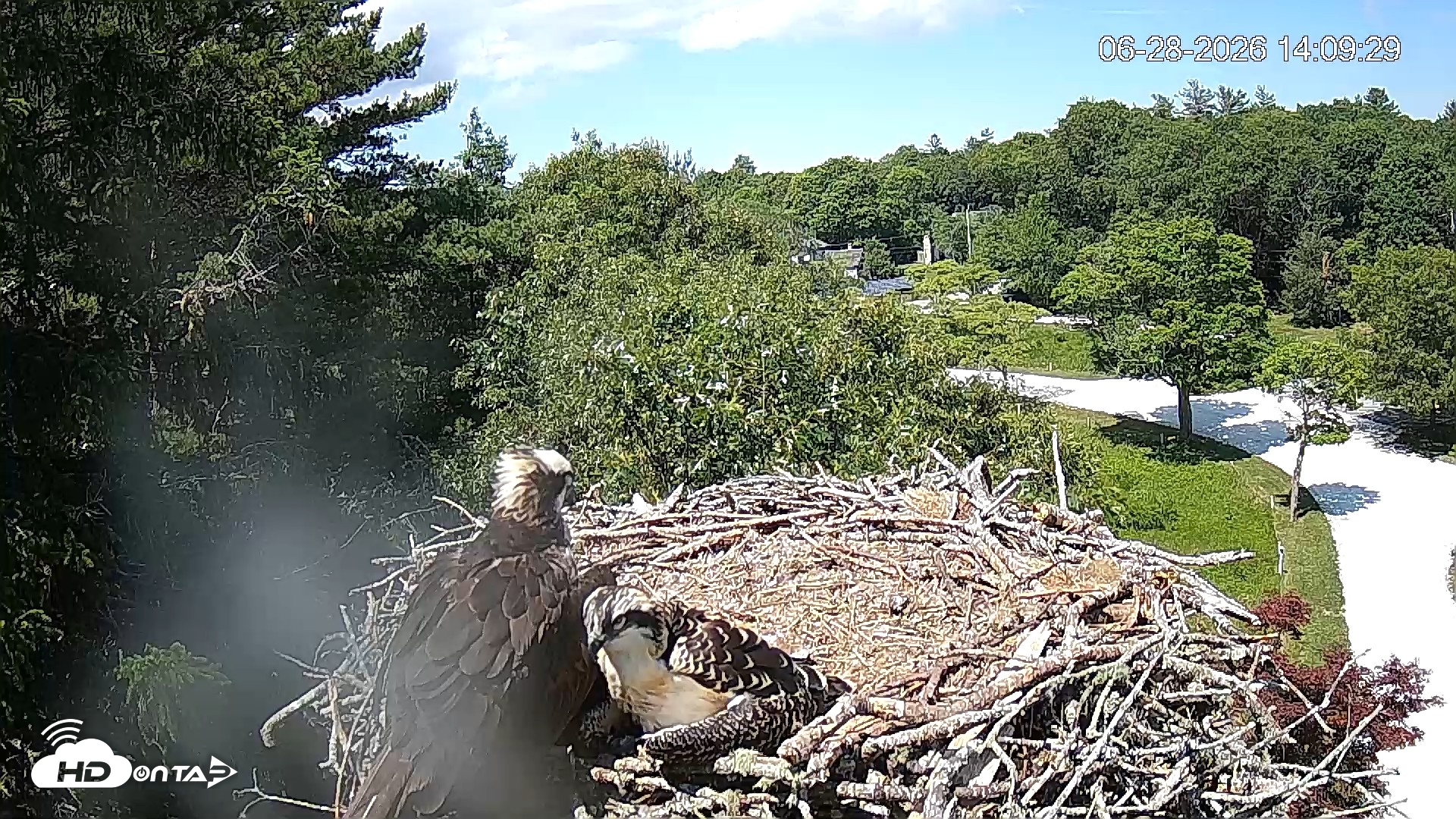 Snapshot of Mashpee Natl. Wildlife Refuge Live Osprey Cam taken Jun 28, 2026, 2:09pm EDT