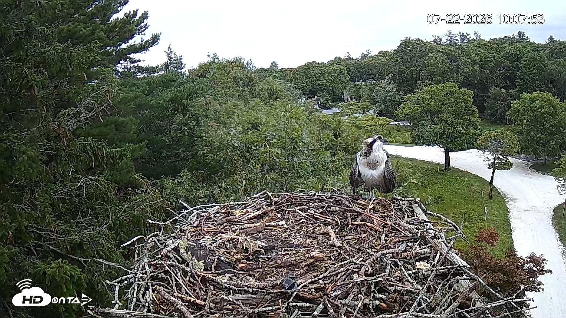Snapshot of Mashpee Natl. Wildlife Refuge Live Osprey Cam taken Jul 22, 2026, 10:08am EDT