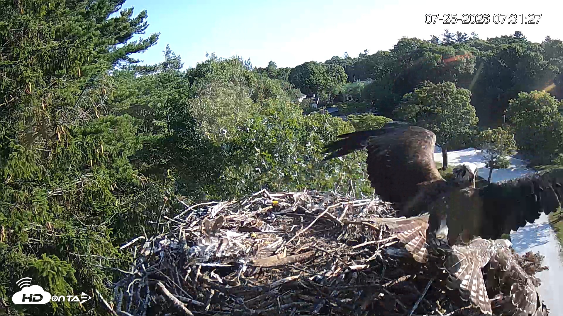Snapshot of Mashpee Natl. Wildlife Refuge Live Osprey Cam taken Jul 25, 2026, 7:31am EDT