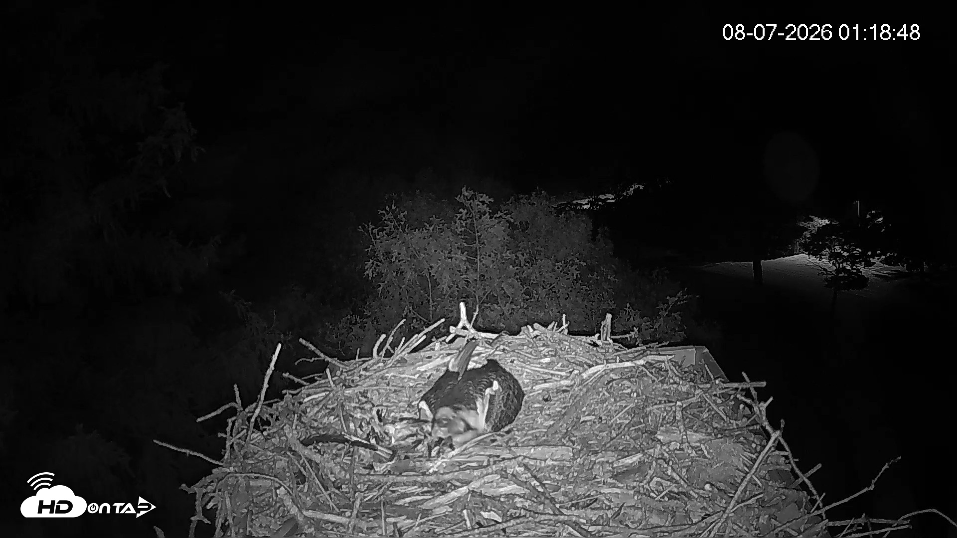 Snapshot of Mashpee Natl. Wildlife Refuge Live Osprey Cam taken Aug 7, 2026, 1:18am EDT