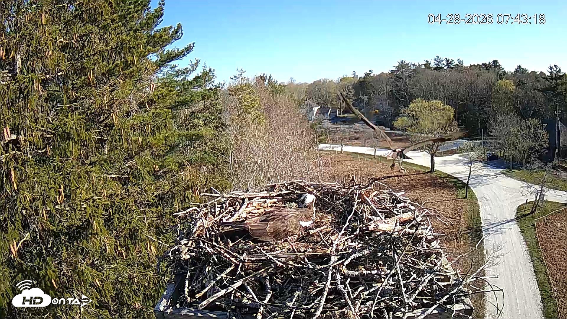 Snapshot of Mashpee Natl. Wildlife Refuge Live Osprey Cam taken Apr 28, 2026, 7:44am EDT