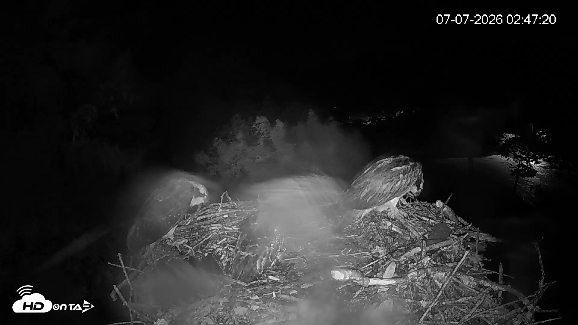 Snapshot of Mashpee Natl. Wildlife Refuge Live Osprey Cam taken Jul 7, 2026, 2:48am EDT