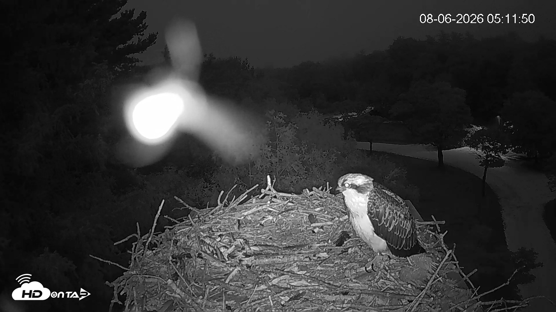Snapshot of Mashpee Natl. Wildlife Refuge Live Osprey Cam taken Aug 6, 2026, 5:11am EDT