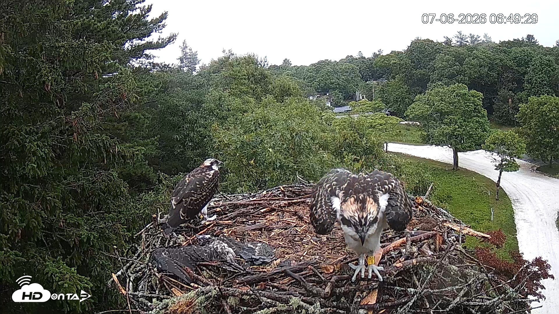 Snapshot of Mashpee Natl. Wildlife Refuge Live Osprey Cam taken Jul 6, 2026, 6:49am EDT