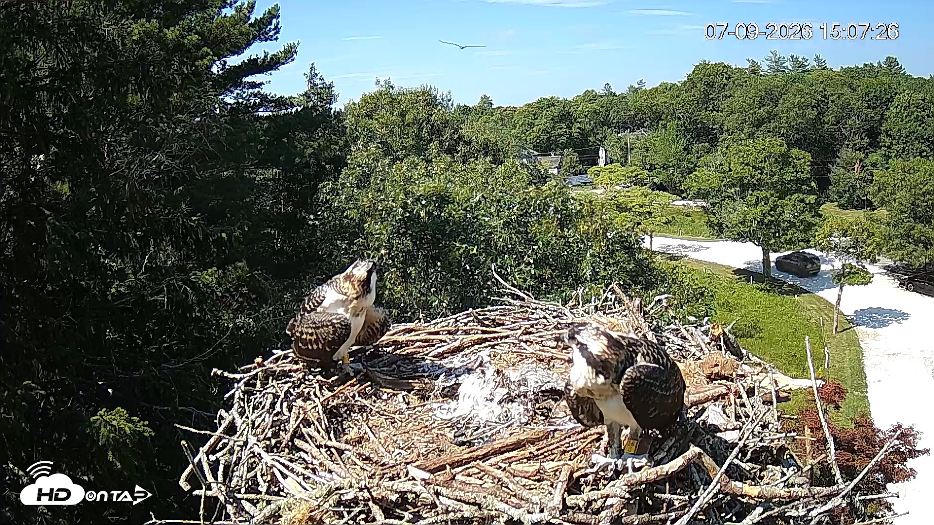 Snapshot of Mashpee Natl. Wildlife Refuge Live Osprey Cam taken Jul 9, 2026, 3:14pm EDT