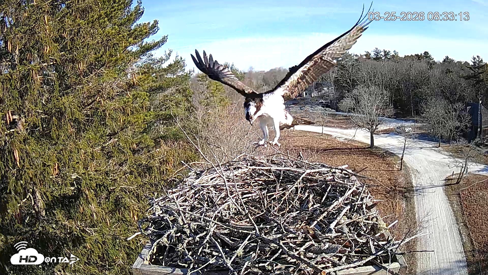 Snapshot of Mashpee Natl. Wildlife Refuge Live Osprey Cam taken Mar 25, 2026, 8:39am EDT