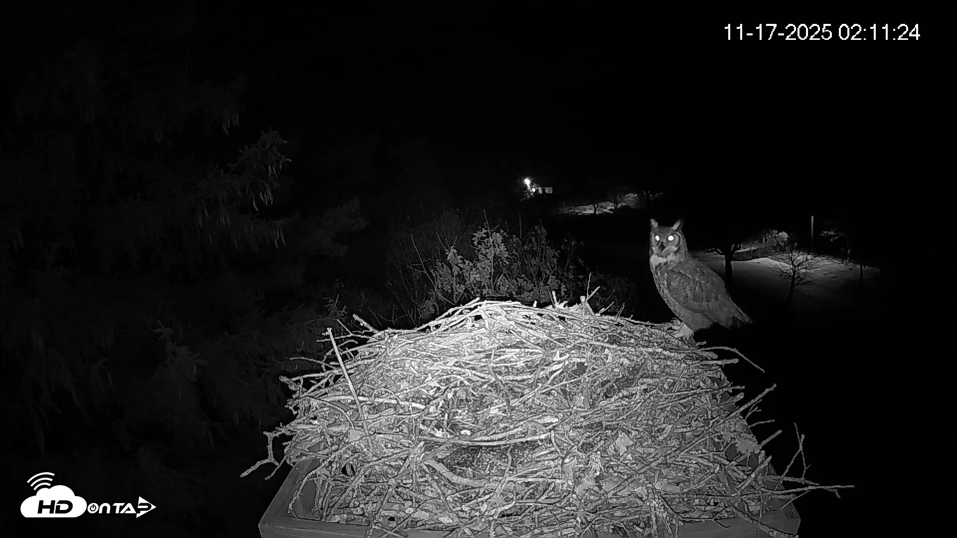 Snapshot of Mashpee Natl. Wildlife Refuge Live Osprey Cam taken Nov 17, 2025, 8:32am EST