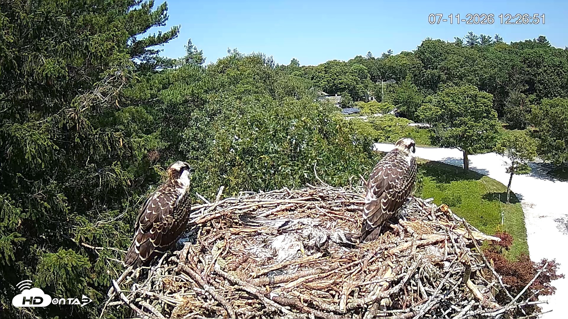Snapshot of Mashpee Natl. Wildlife Refuge Live Osprey Cam taken Jul 11, 2026, 12:28pm EDT