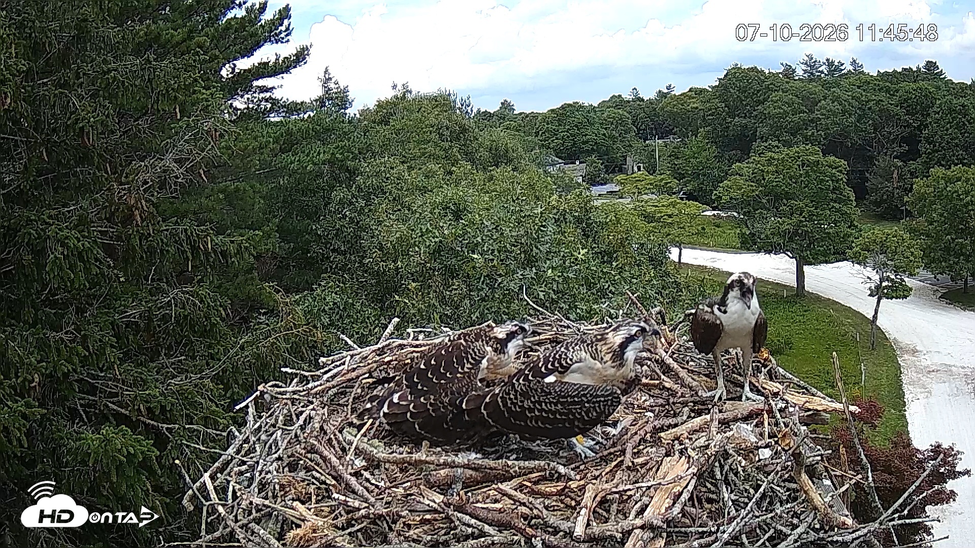 Snapshot of Mashpee Natl. Wildlife Refuge Live Osprey Cam taken Jul 10, 2026, 11:46am EDT