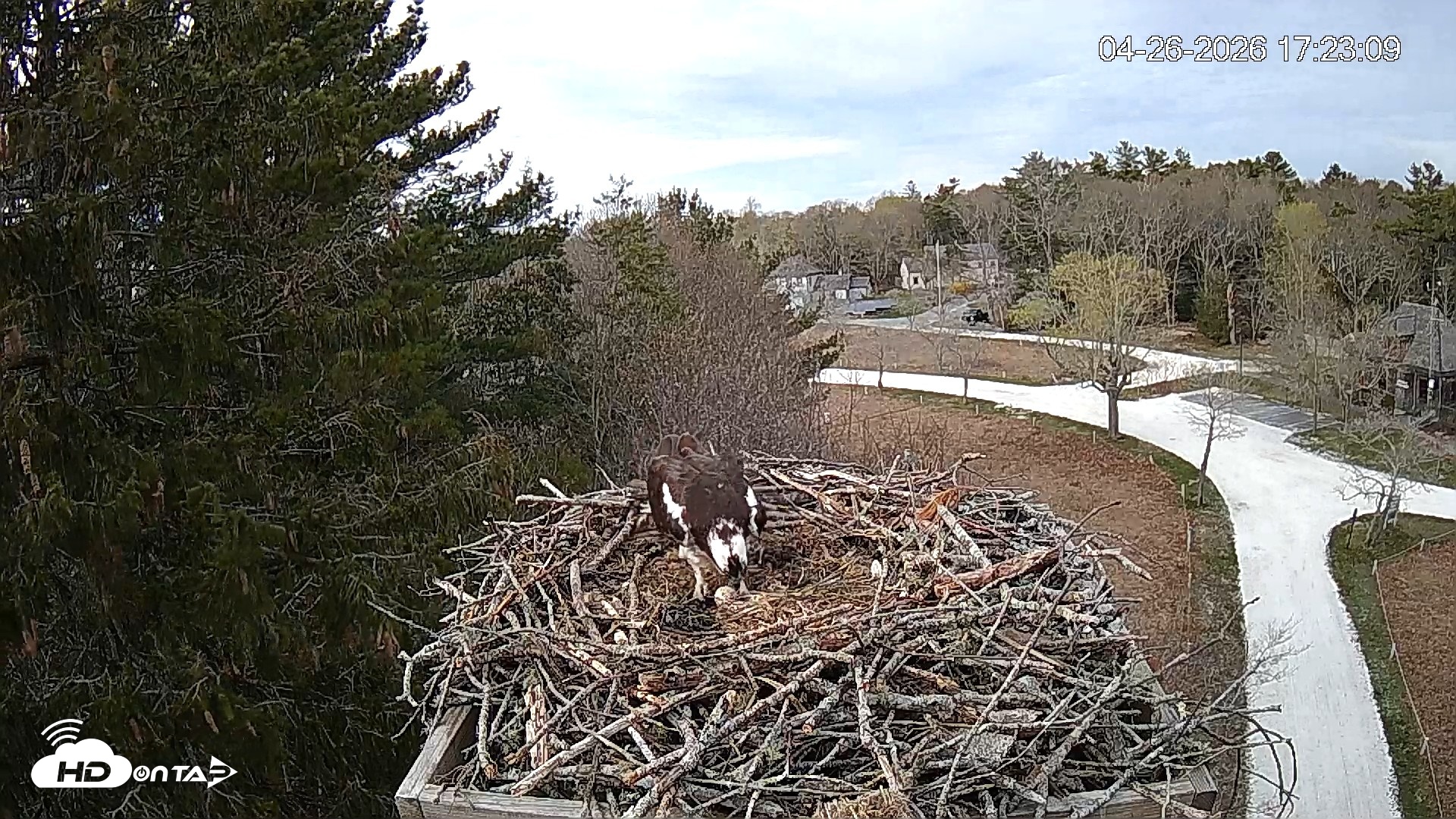 Snapshot of Mashpee Natl. Wildlife Refuge Live Osprey Cam taken Apr 26, 2026, 6:06pm EDT