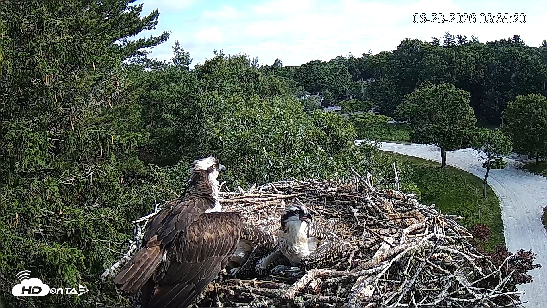Snapshot of Mashpee Natl. Wildlife Refuge Live Osprey Cam taken Jun 28, 2026, 8:39am EDT