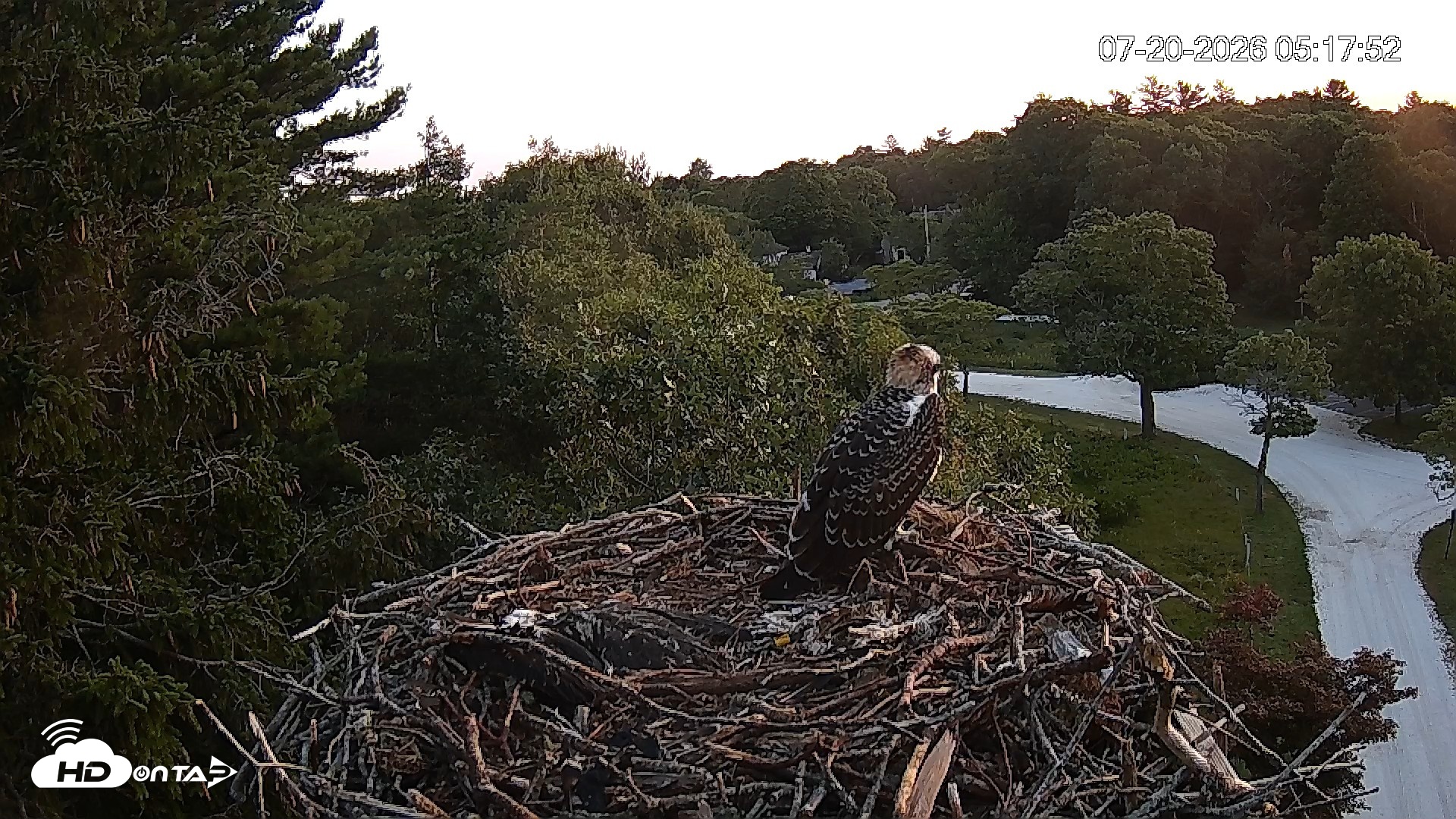 Snapshot of Mashpee Natl. Wildlife Refuge Live Osprey Cam taken Jul 20, 2026, 5:18am EDT