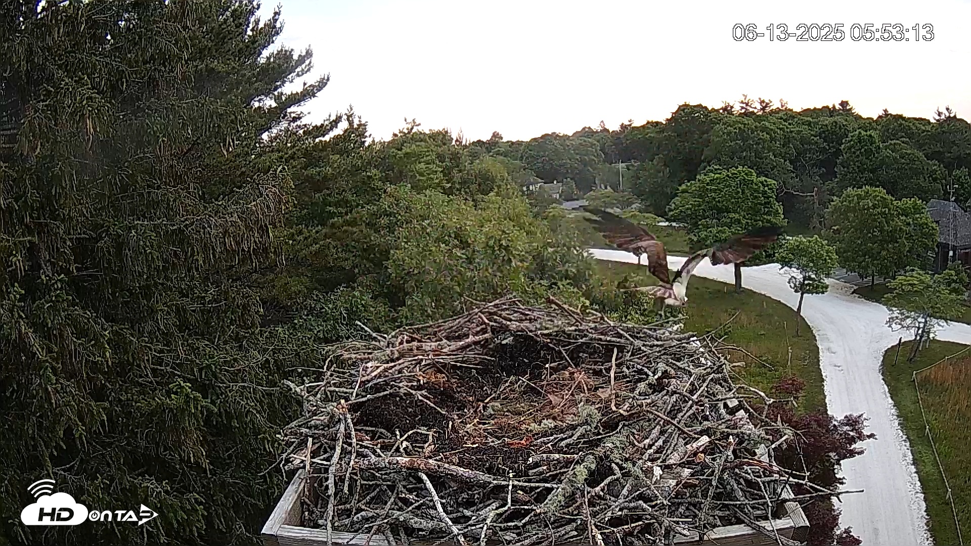 Snapshot of Mashpee Natl. Wildlife Refuge Live Osprey Cam taken Jun 13, 2025, 7:10am EDT