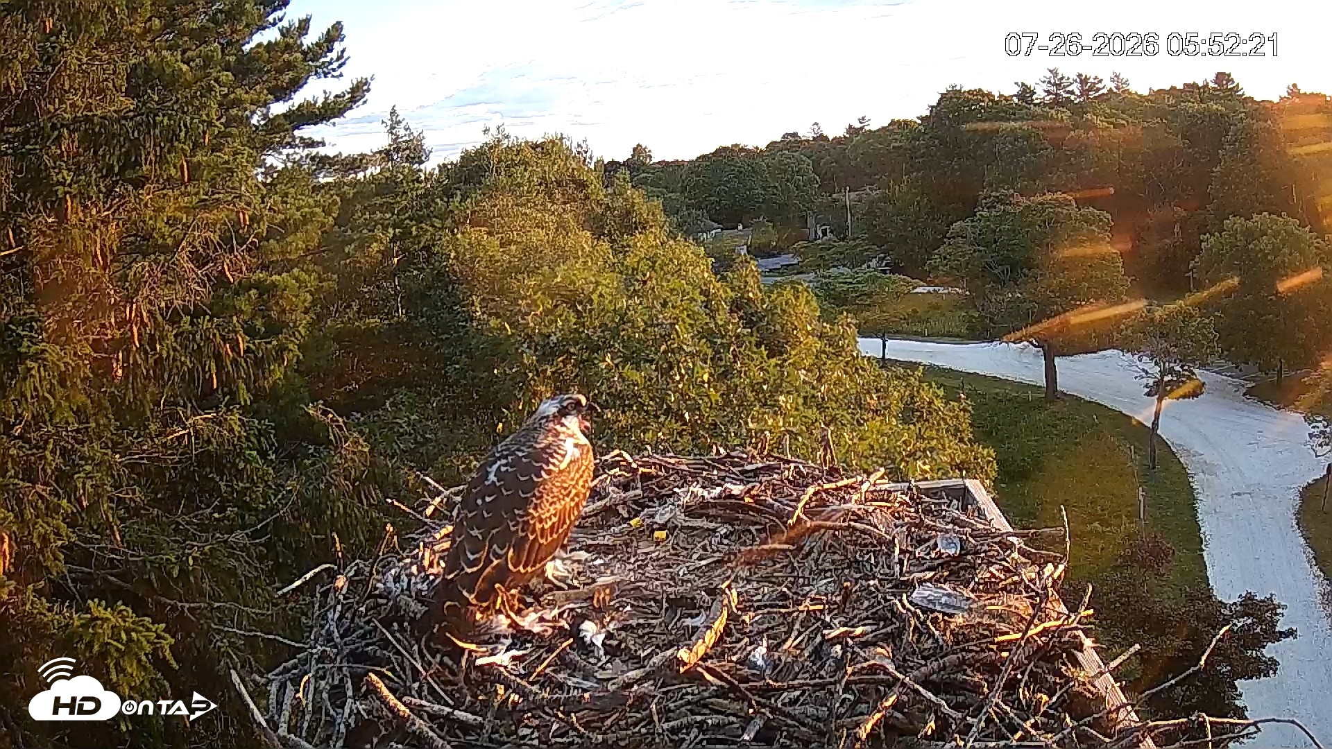 Snapshot of Mashpee Natl. Wildlife Refuge Live Osprey Cam taken Jul 26, 2026, 5:52am EDT