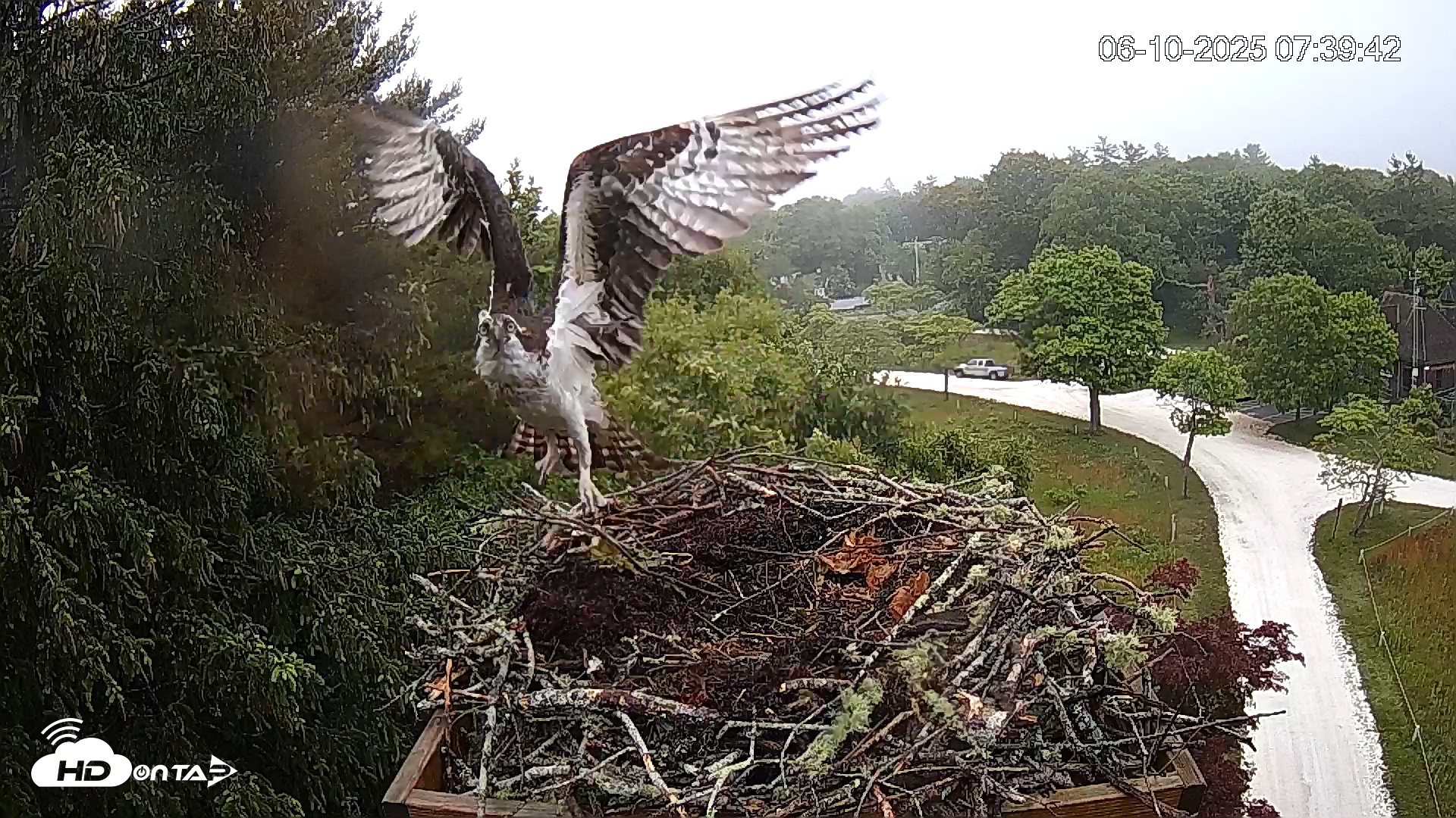 Snapshot of Mashpee Natl. Wildlife Refuge Live Osprey Cam taken Jun 10, 2025, 7:41am EDT