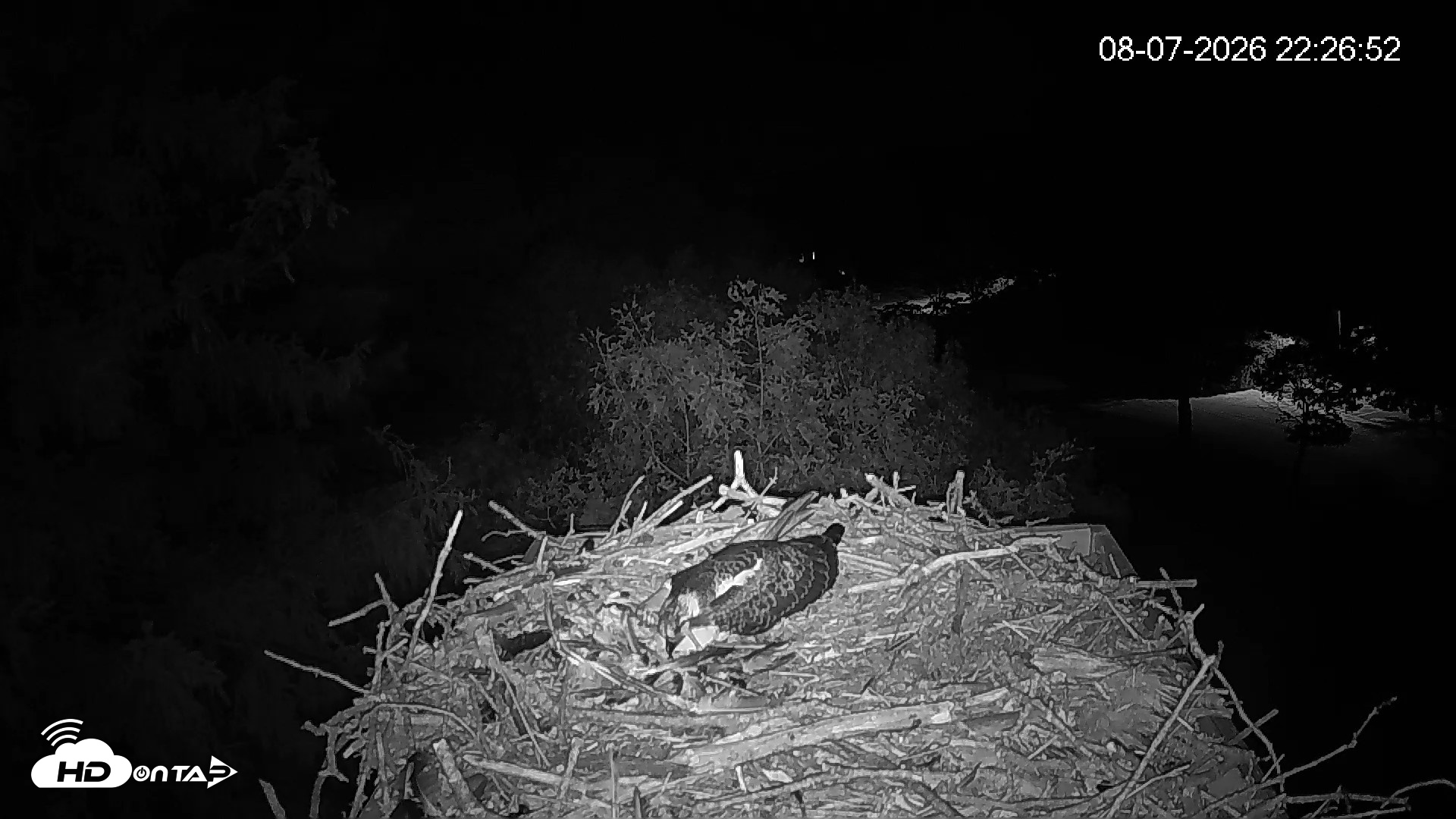 Snapshot of Mashpee Natl. Wildlife Refuge Live Osprey Cam taken Aug 7, 2026, 10:26pm EDT