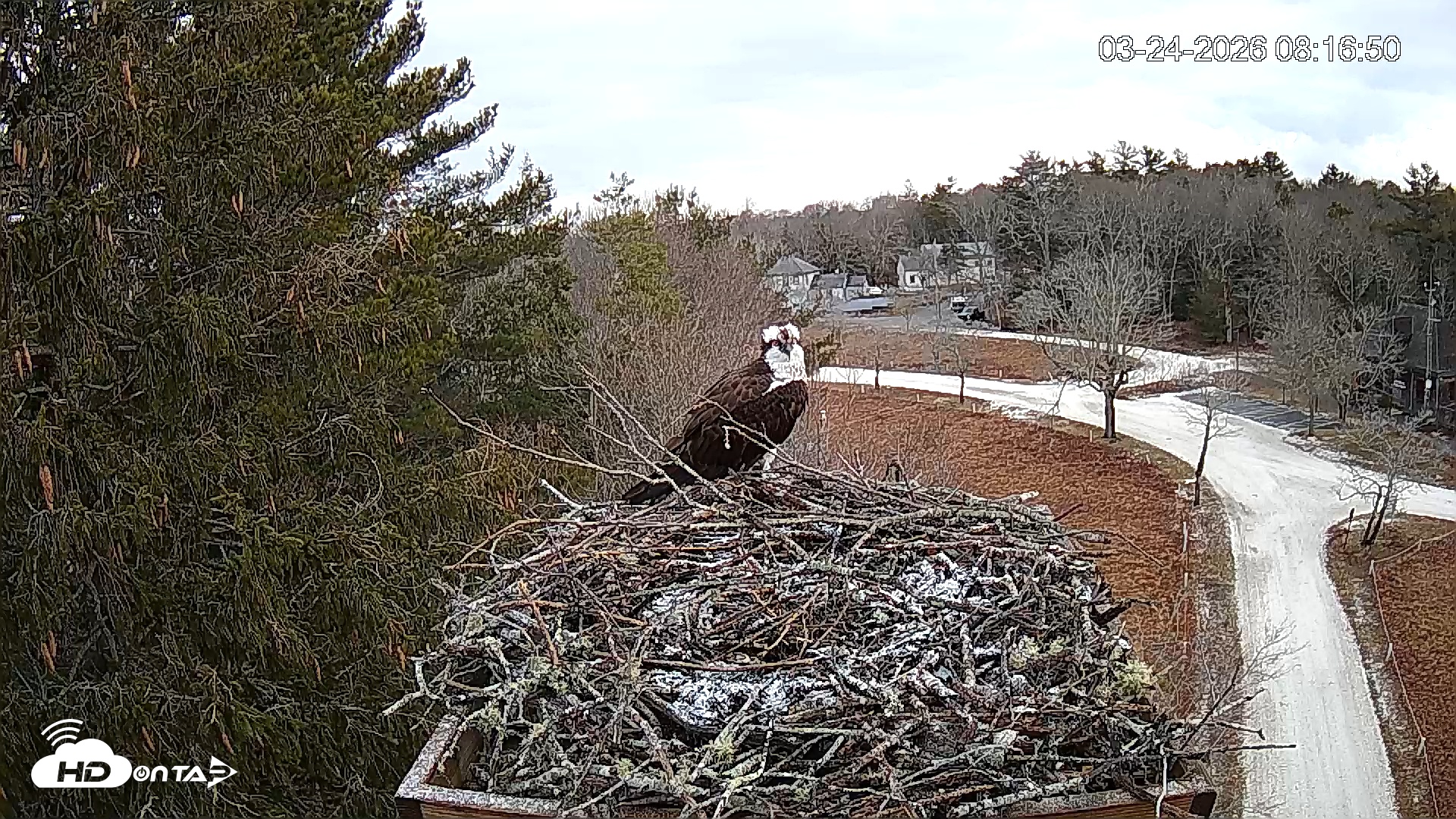 Snapshot of Mashpee Natl. Wildlife Refuge Live Osprey Cam taken Mar 24, 2026, 8:16am EDT