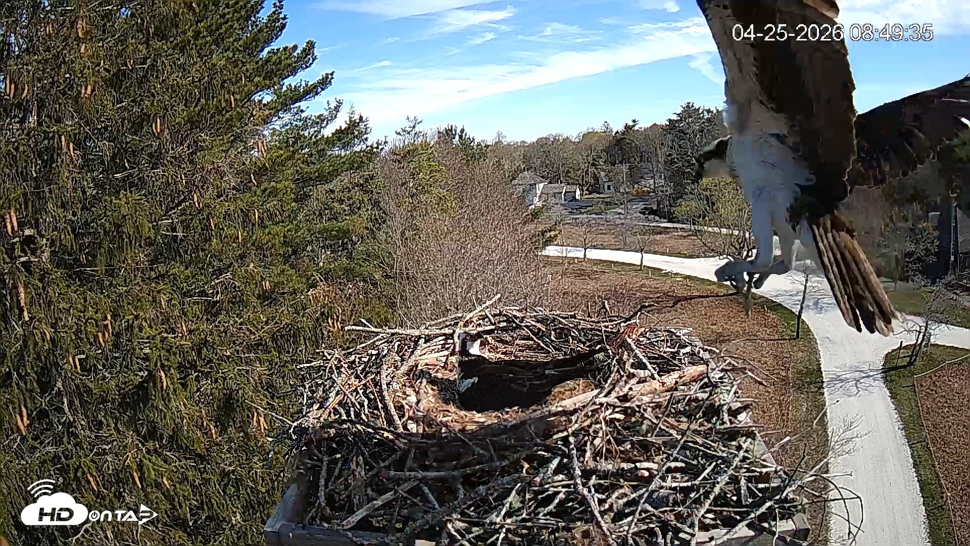 Snapshot of Mashpee Natl. Wildlife Refuge Live Osprey Cam taken Apr 25, 2026, 8:51am EDT