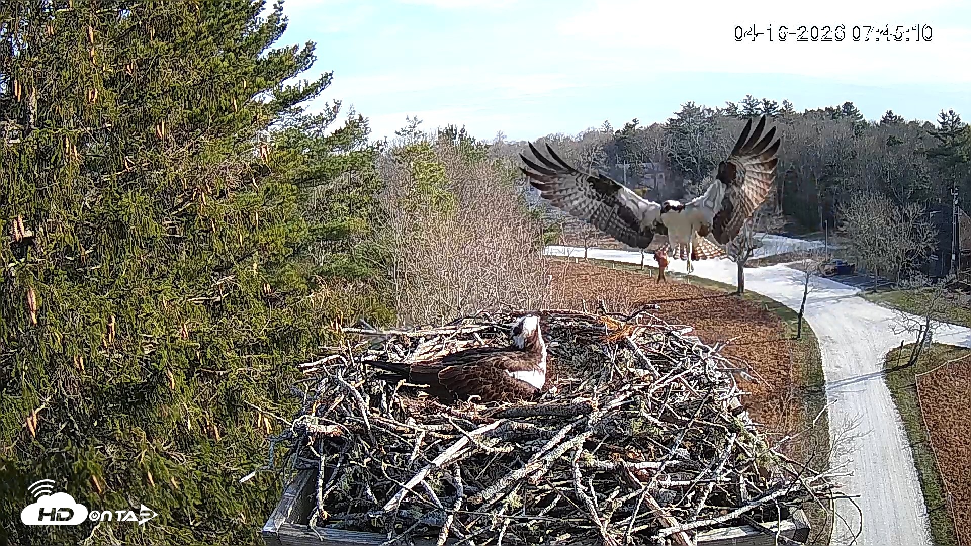 Snapshot of Mashpee Natl. Wildlife Refuge Live Osprey Cam taken Apr 16, 2026, 9:58am EDT