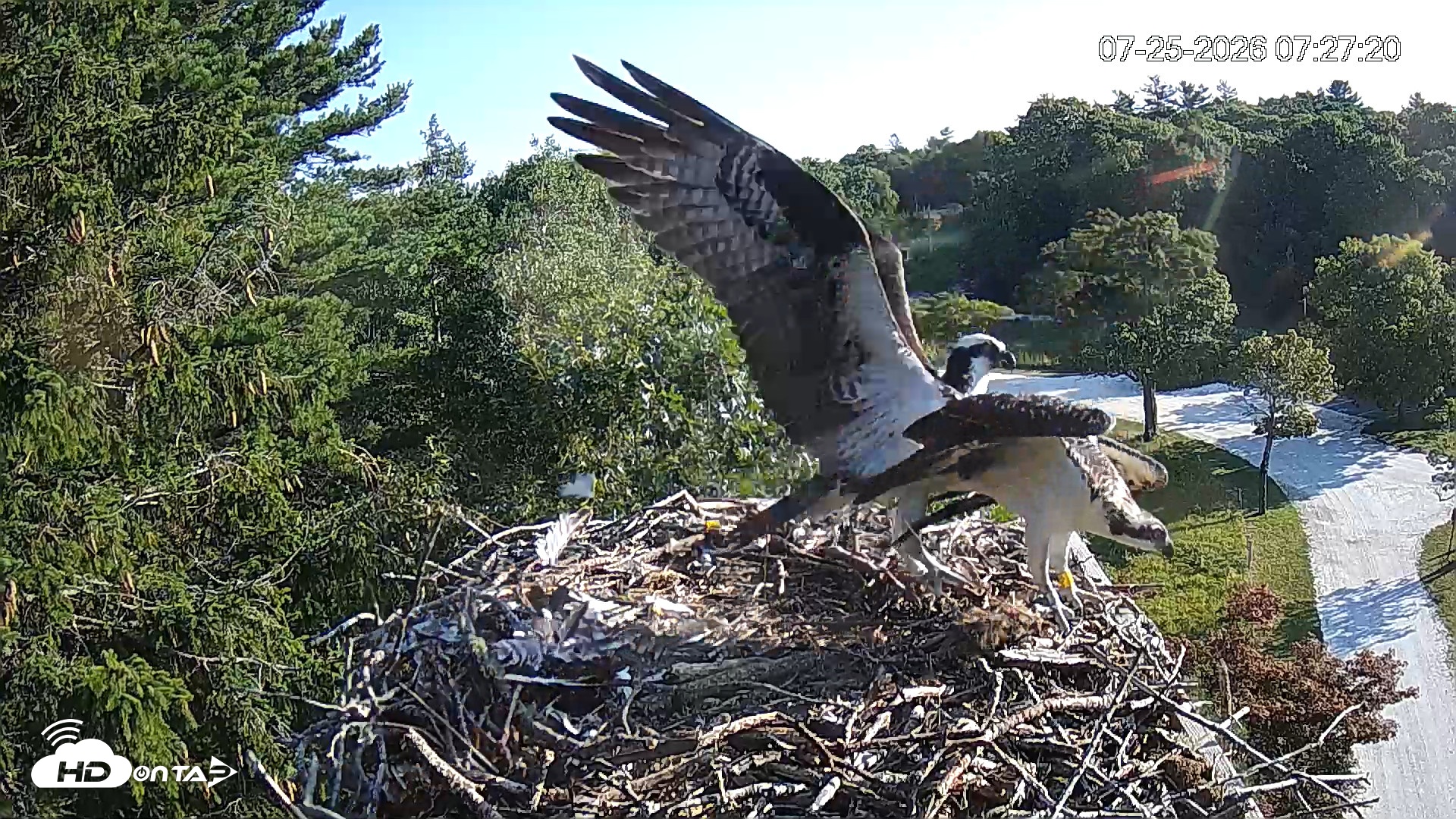 Snapshot of Mashpee Natl. Wildlife Refuge Live Osprey Cam taken Jul 25, 2026, 7:27am EDT