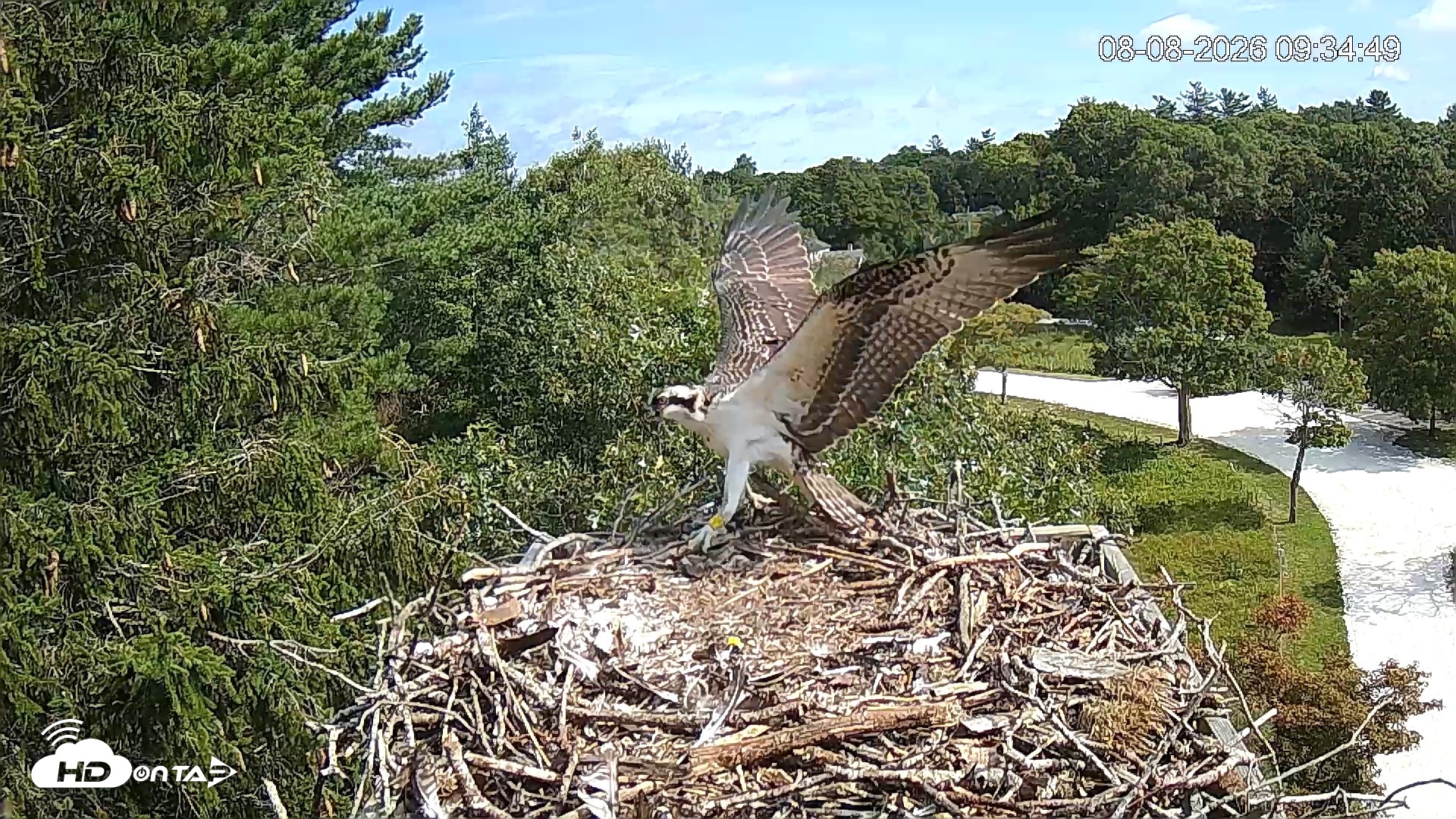 Snapshot of Mashpee Natl. Wildlife Refuge Live Osprey Cam taken Aug 8, 2026, 12:04pm EDT