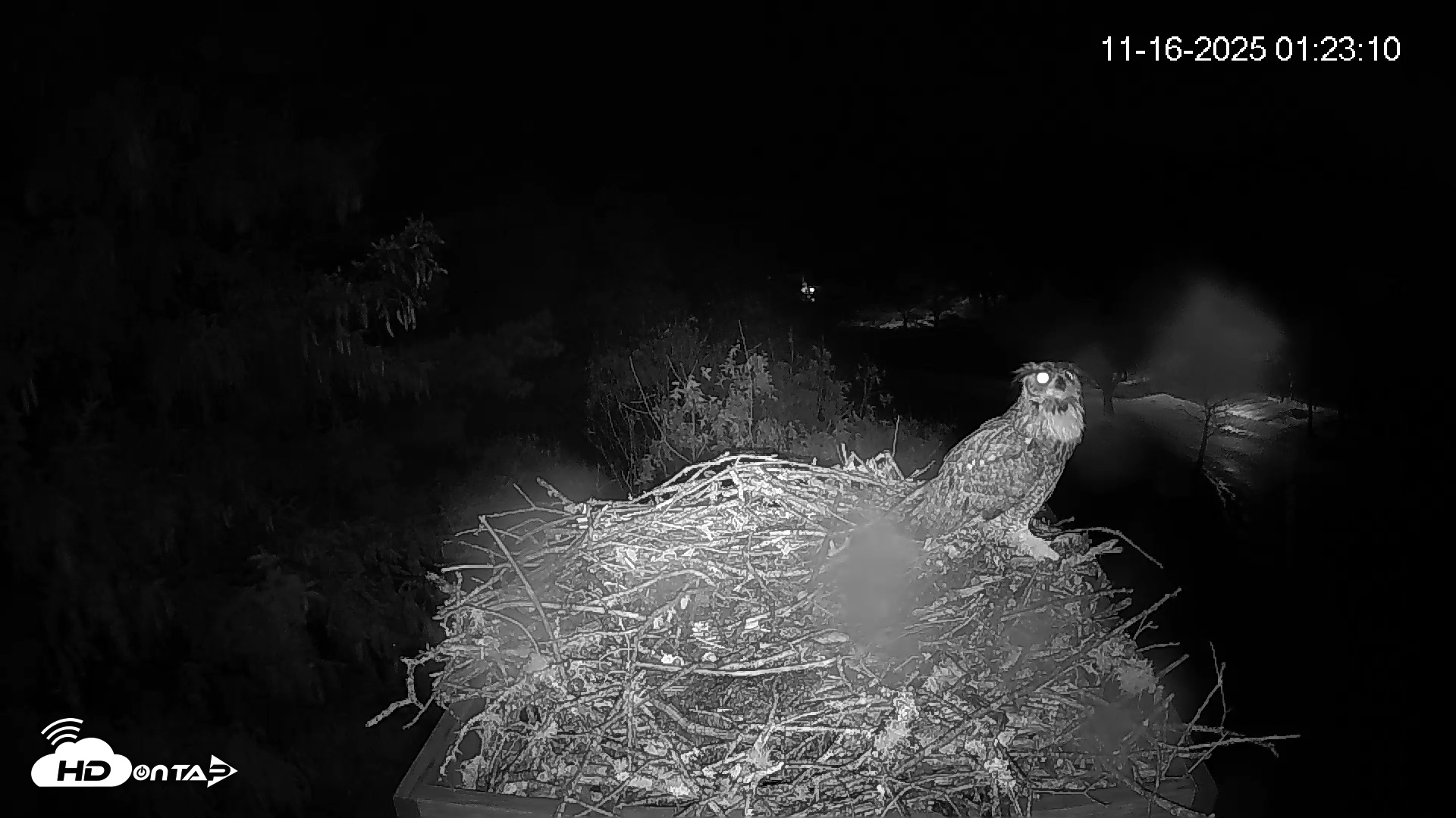 Snapshot of Mashpee Natl. Wildlife Refuge Live Osprey Cam taken Nov 16, 2025, 8:20am EST