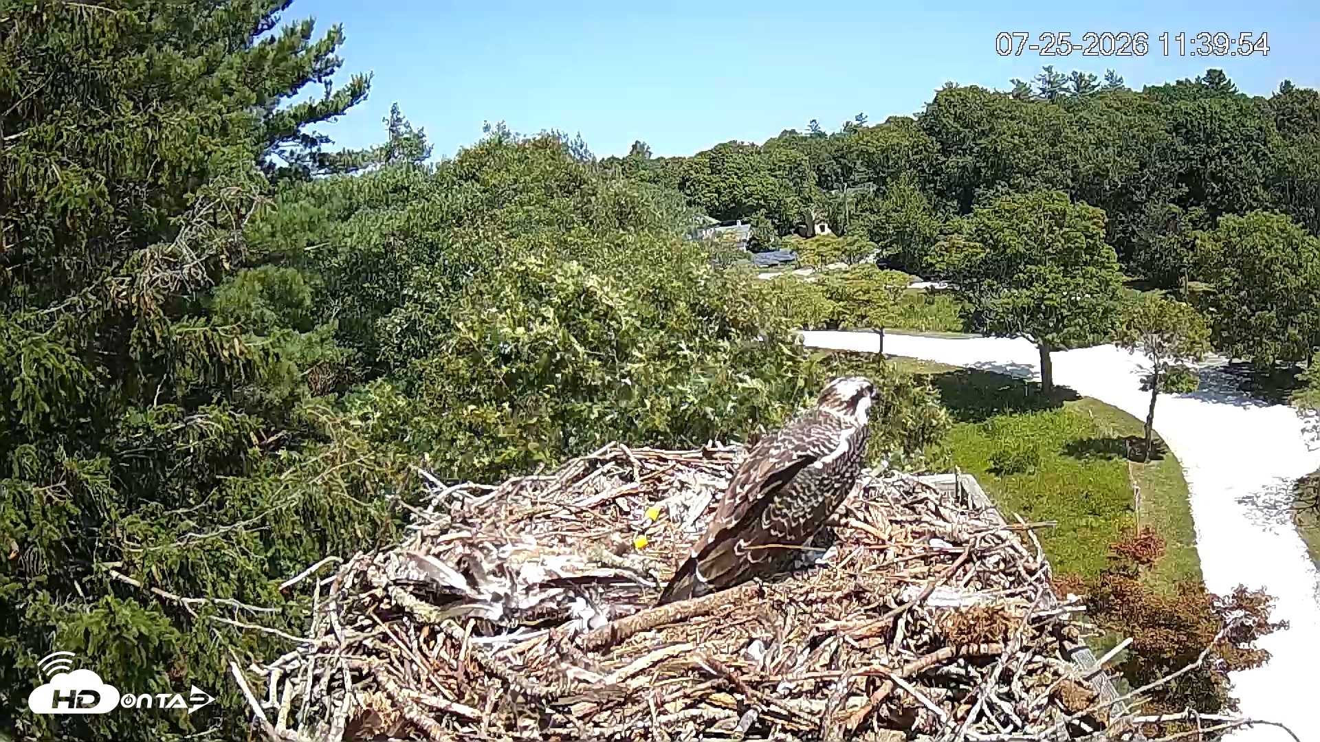 Snapshot of Mashpee Natl. Wildlife Refuge Live Osprey Cam taken Jul 25, 2026, 11:40am EDT