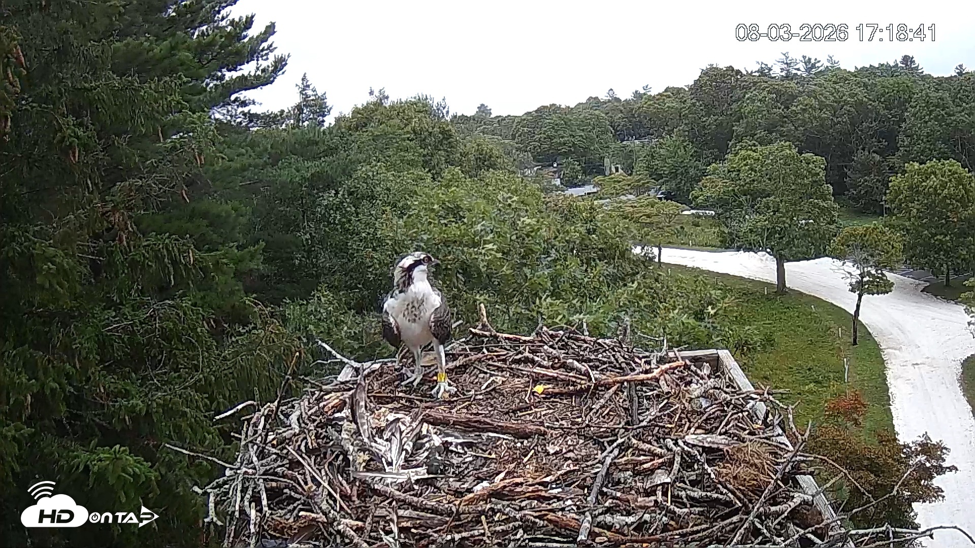 Snapshot of Mashpee Natl. Wildlife Refuge Live Osprey Cam taken Aug 3, 2026, 5:19pm EDT