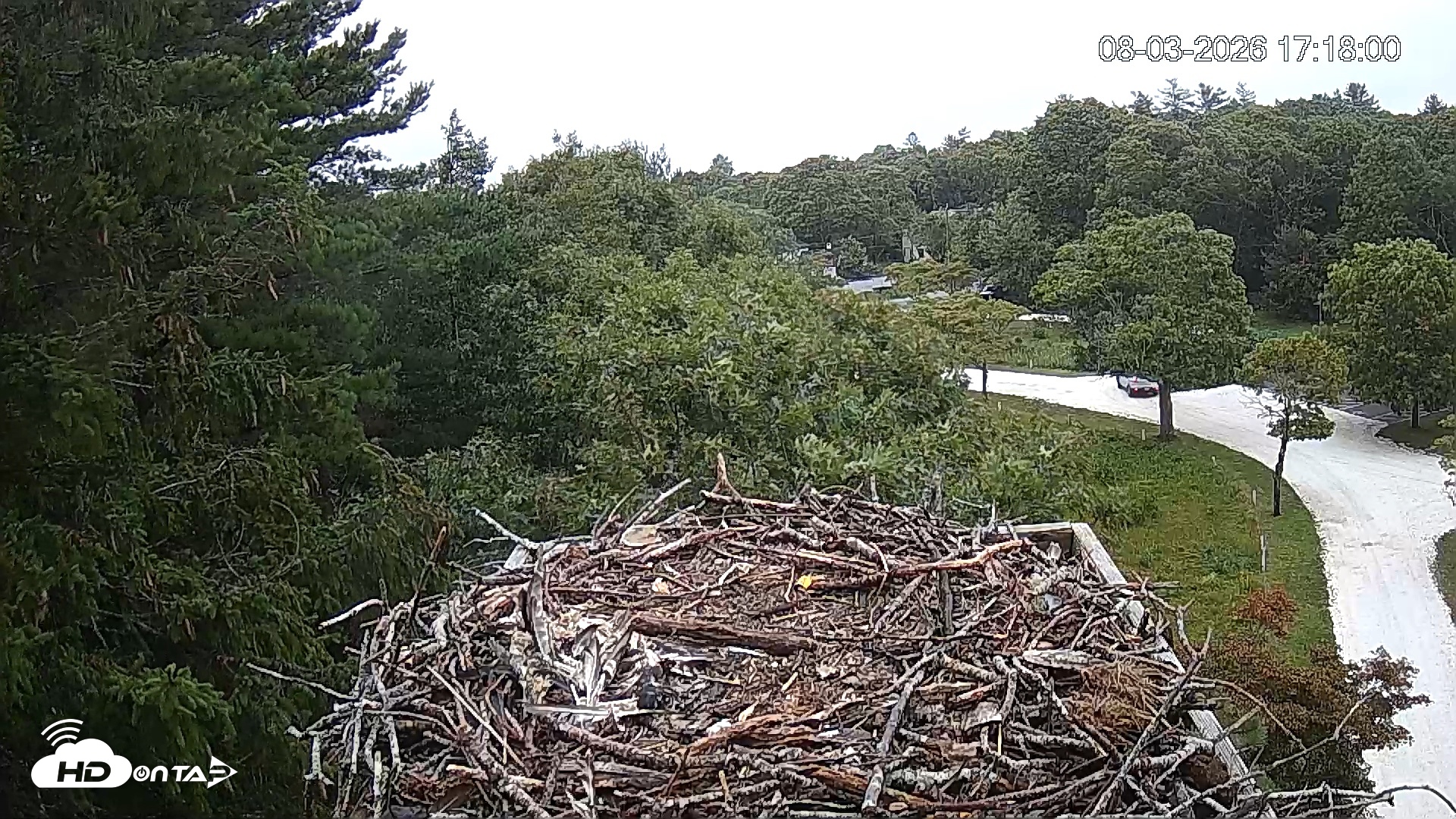 Snapshot of Mashpee Natl. Wildlife Refuge Live Osprey Cam taken Aug 3, 2026, 5:18pm EDT