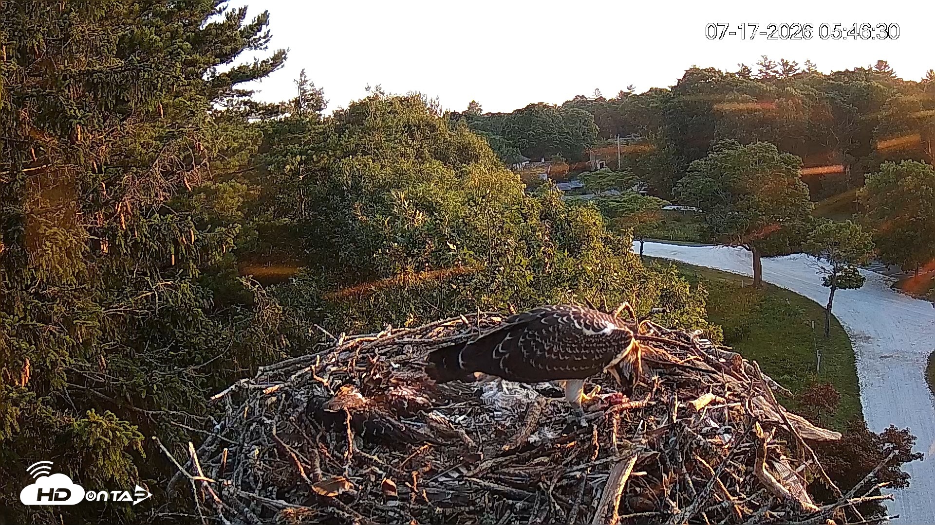 Snapshot of Mashpee Natl. Wildlife Refuge Live Osprey Cam taken Jul 17, 2026, 5:47am EDT