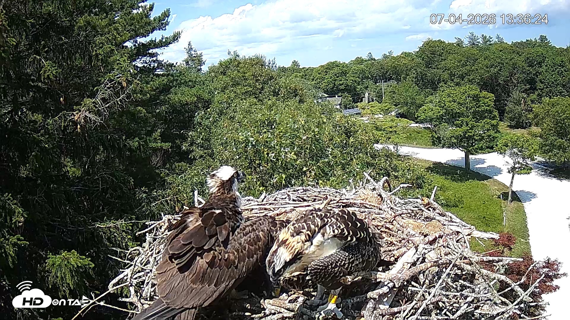 Snapshot of Mashpee Natl. Wildlife Refuge Live Osprey Cam taken Jul 4, 2026, 1:36pm EDT